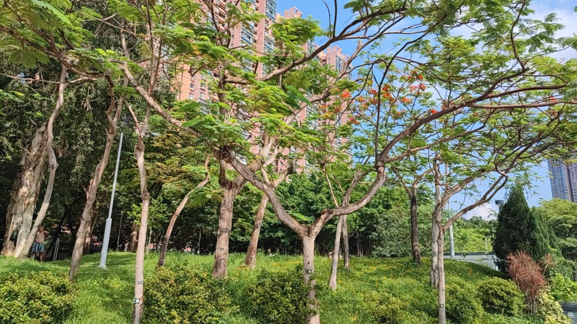 https://www.fa.gov.hk/鳳凰木