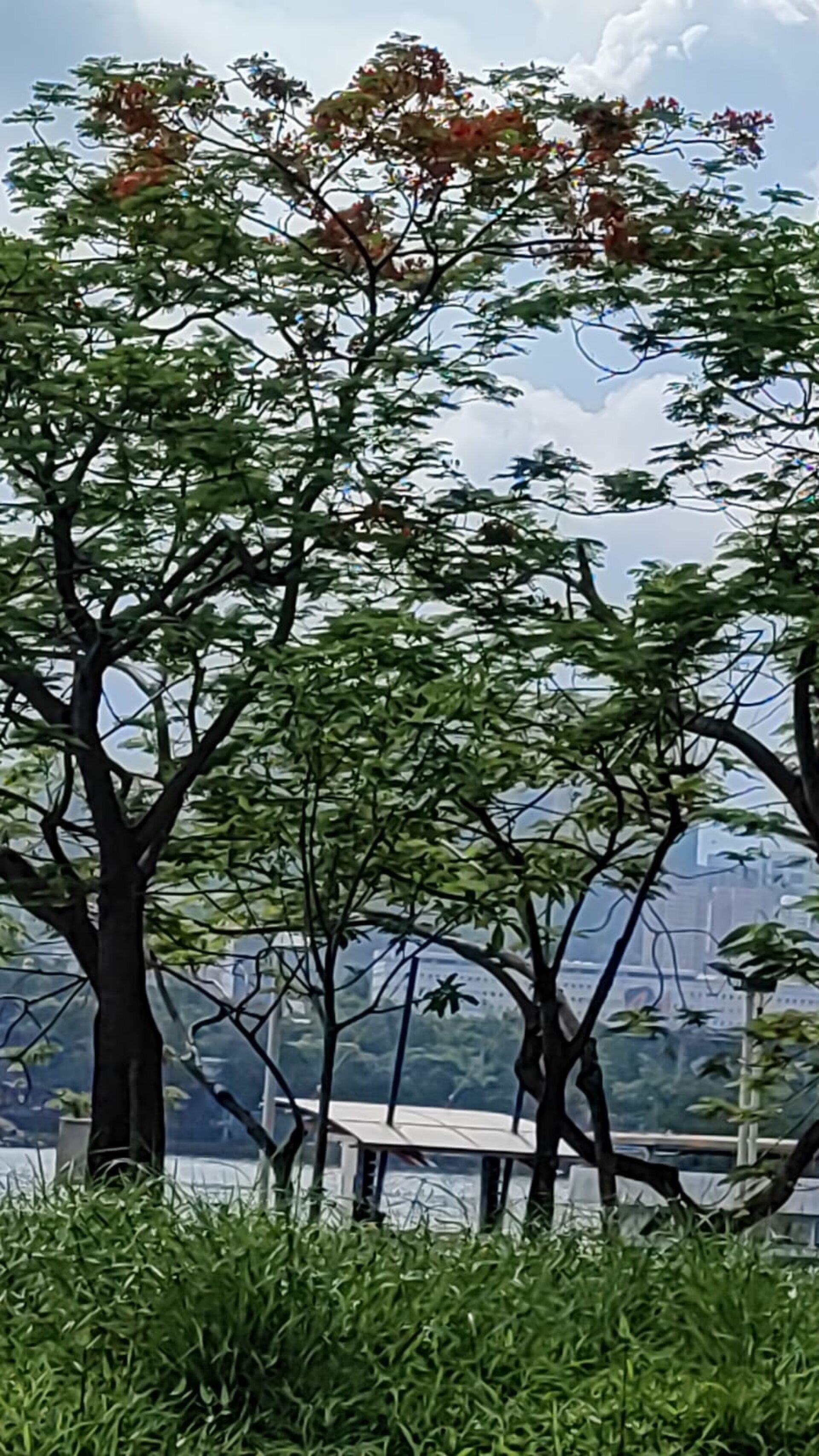 https://www.fa.gov.hk/鳳凰木