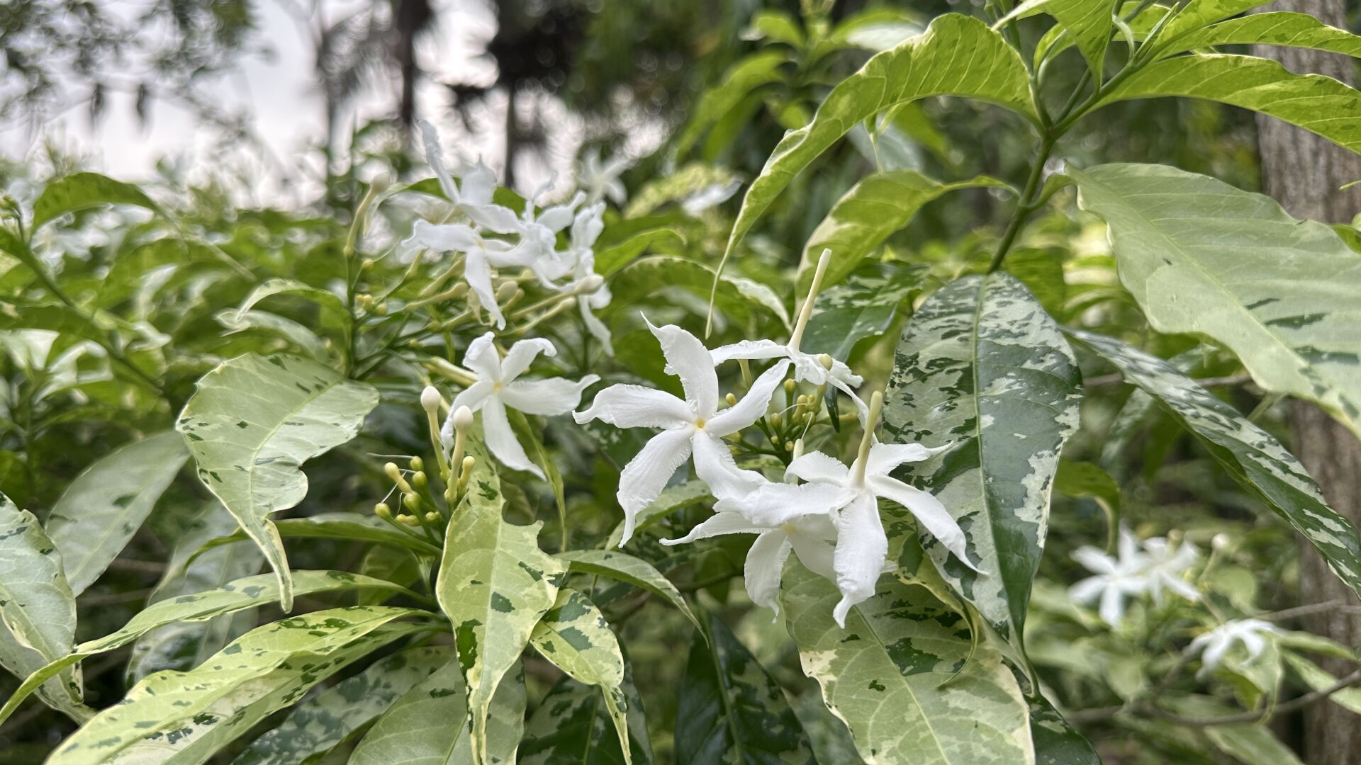 https://www.fa.gov.hk/斑葉狗牙花