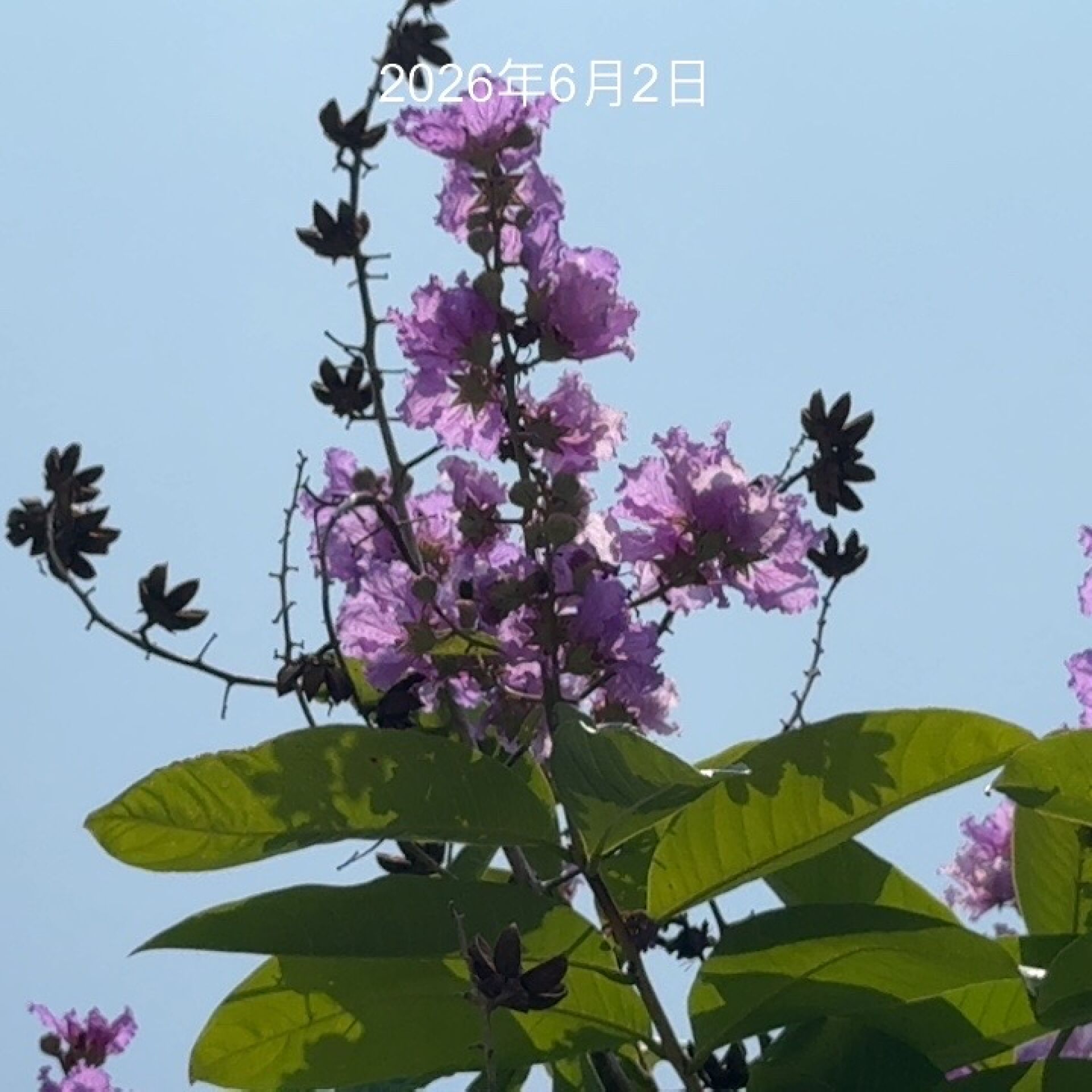 https://www.fa.gov.hk/大花紫薇