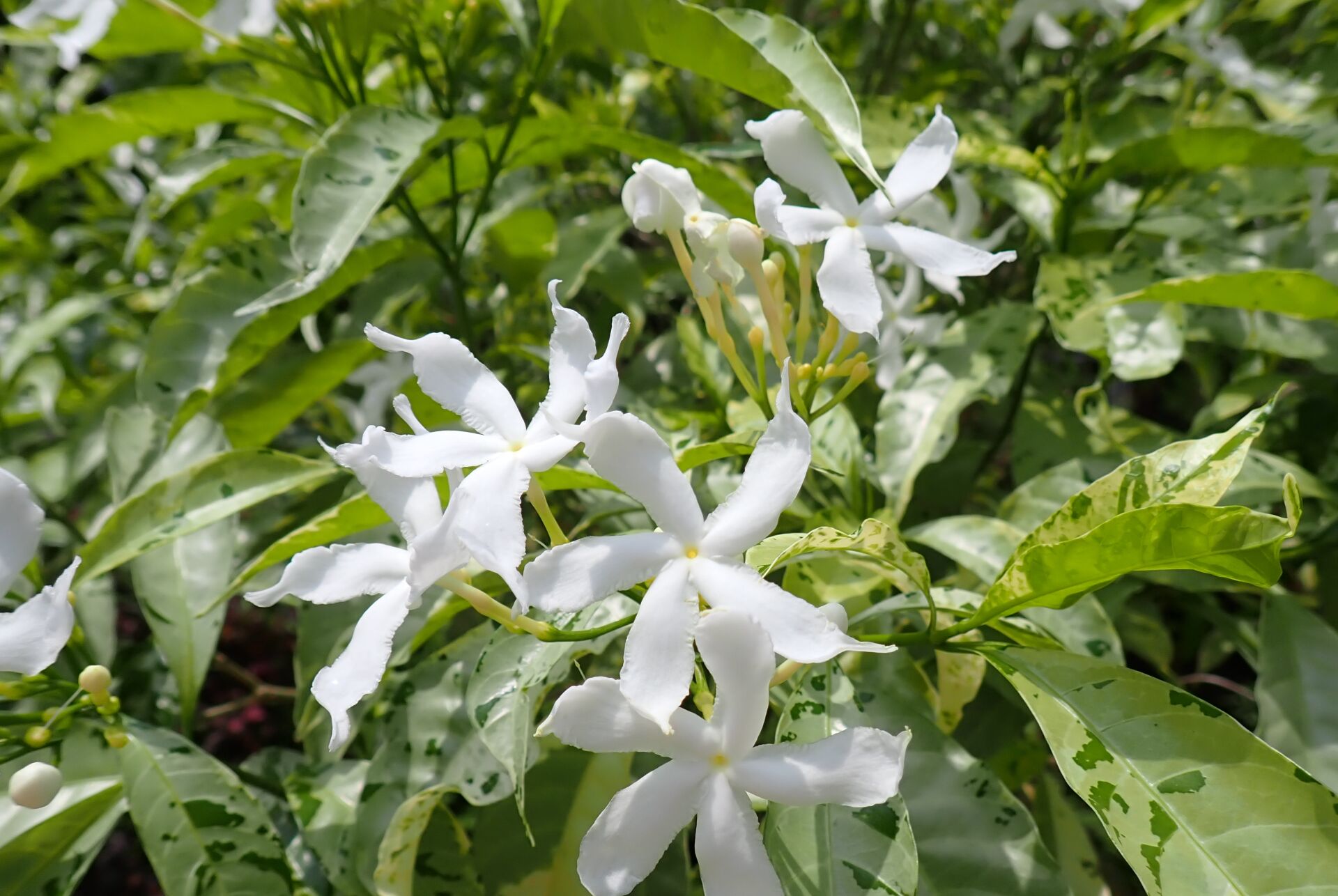 https://www.fa.gov.hk/斑葉狗牙花