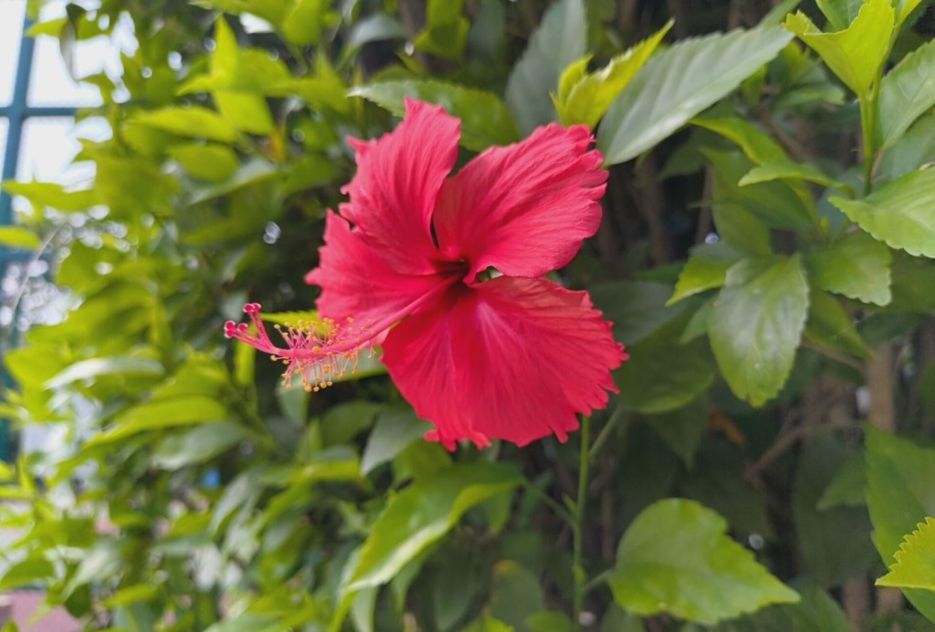 https://www.fa.gov.hk/朱槿(扶桑、大紅花)