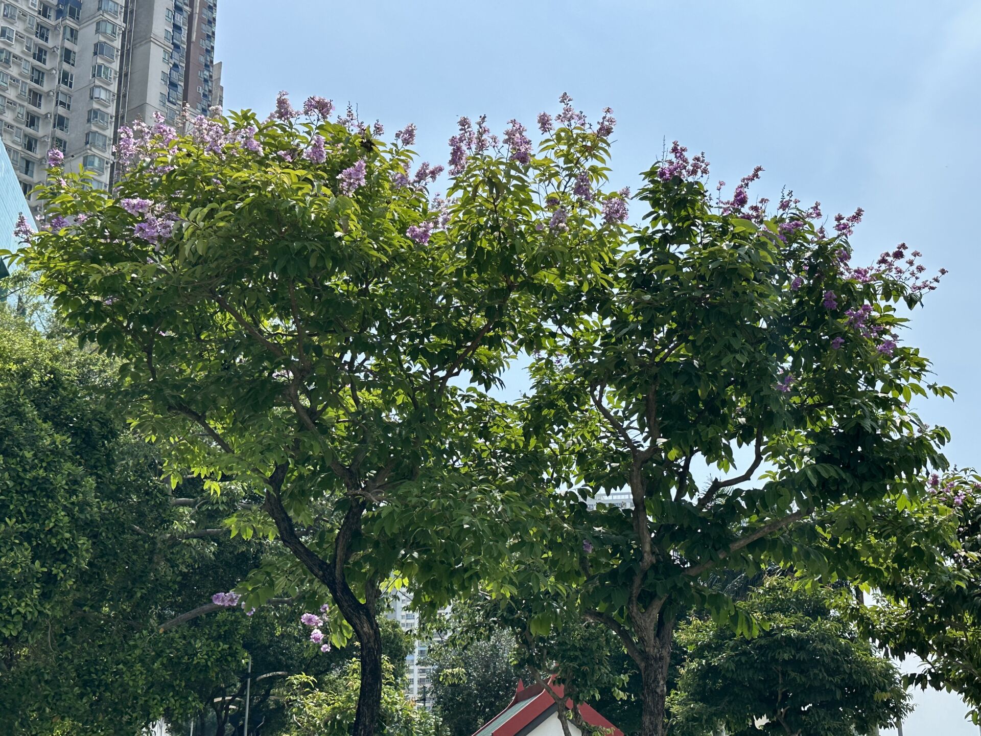 https://www.fa.gov.hk/大花紫薇