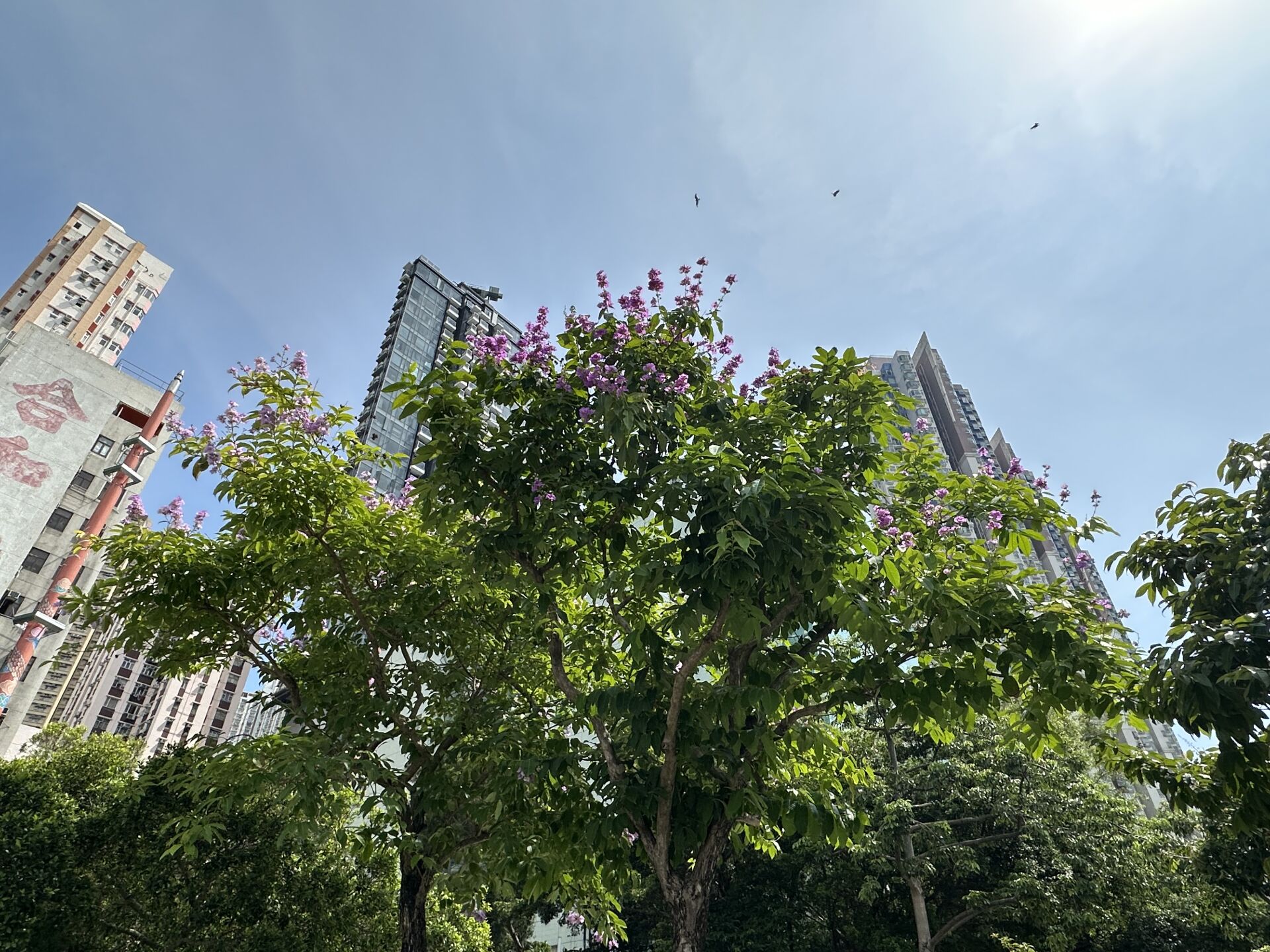 https://www.fa.gov.hk/大花紫薇