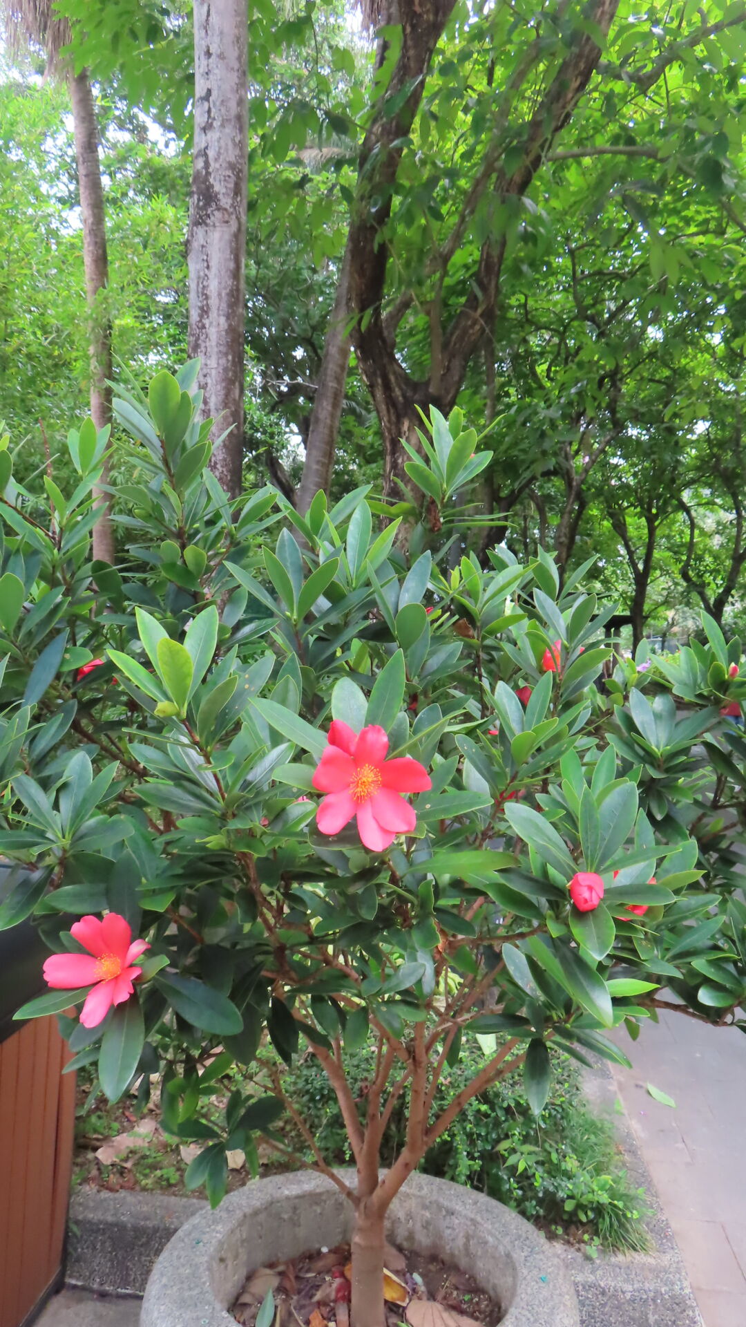 https://www.fa.gov.hk/杜鵑紅山茶