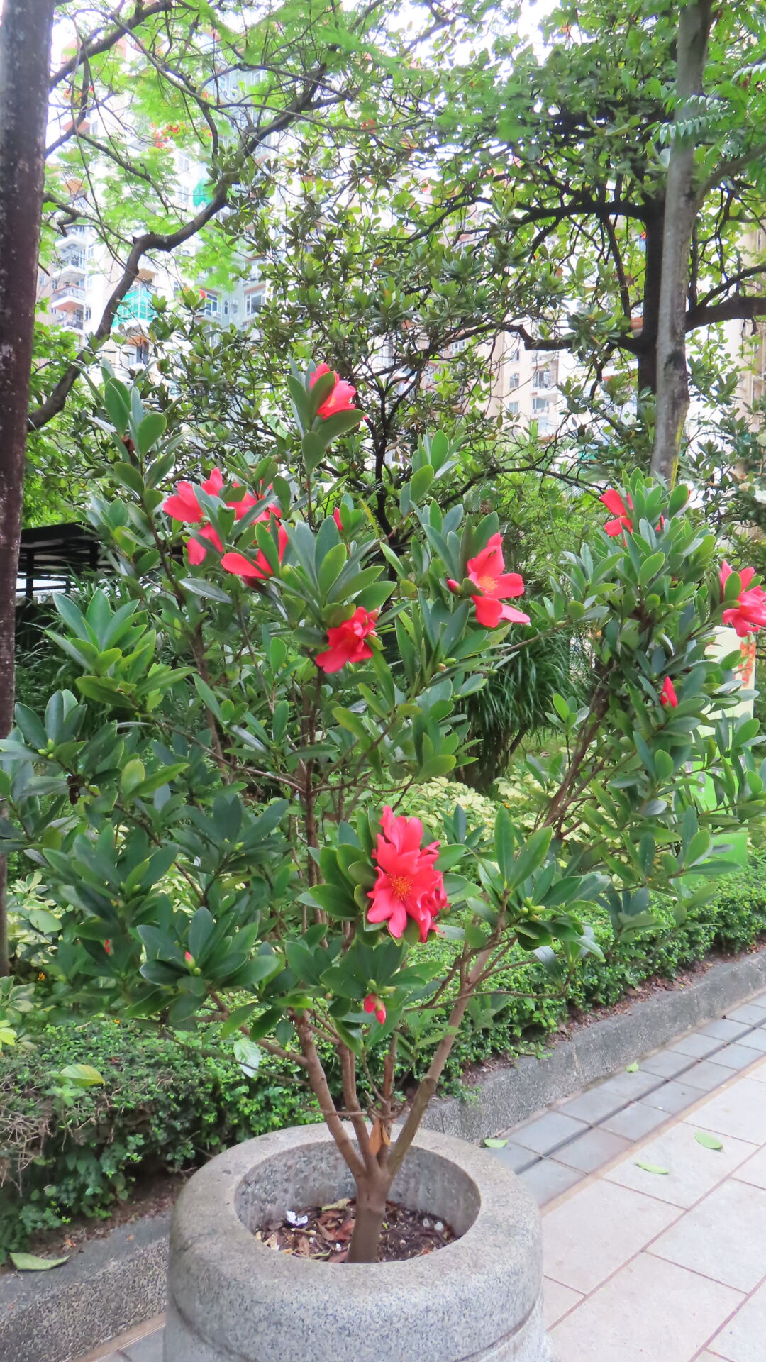 https://www.fa.gov.hk/杜鵑紅山茶