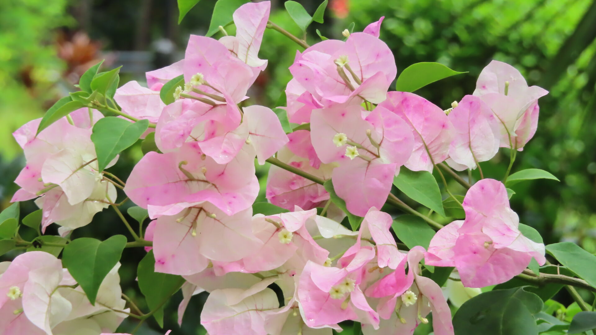 https://www.fa.gov.hk/葉子花(簕杜鵑)