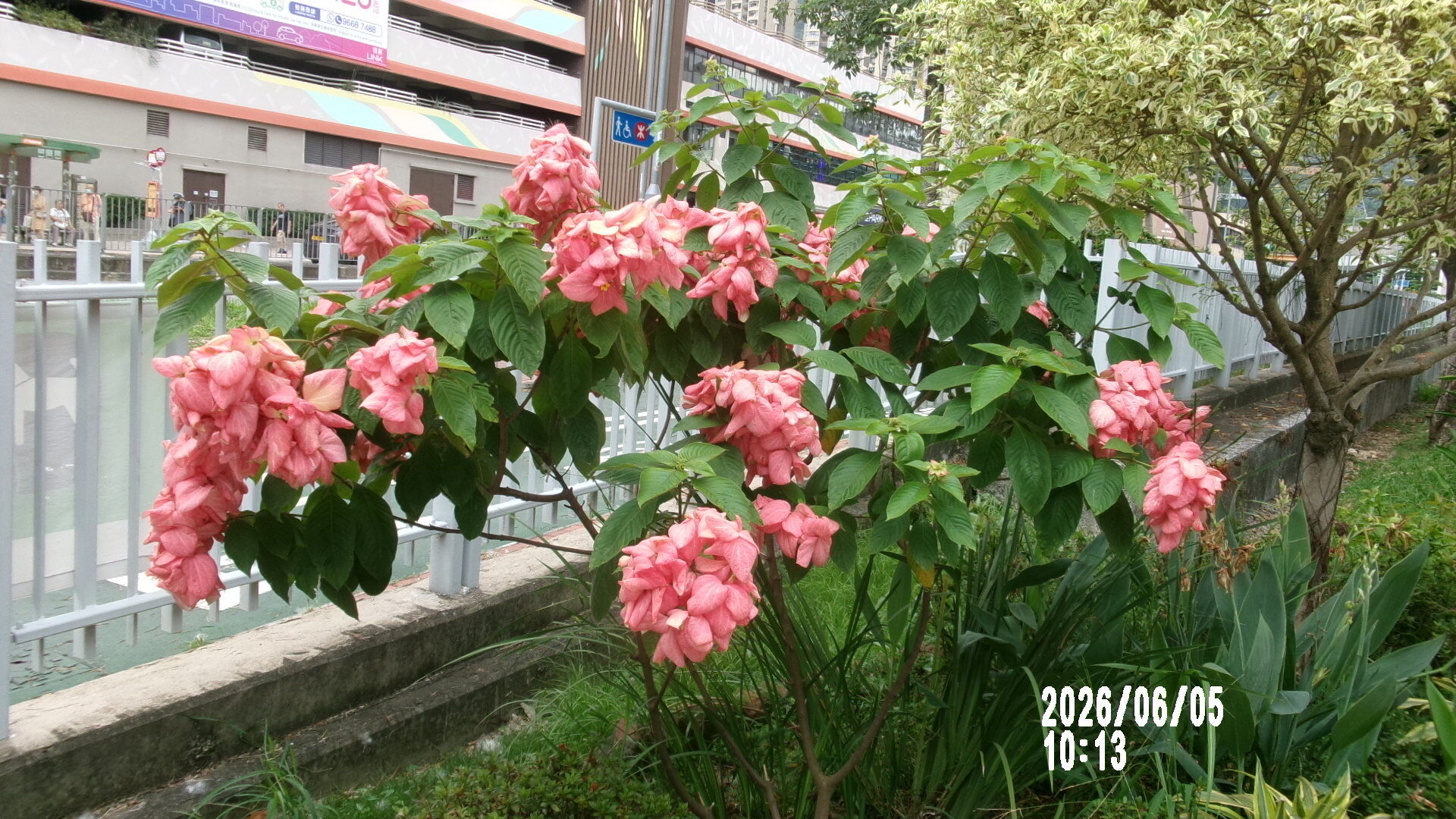 https://www.fa.gov.hk/粉葉金花