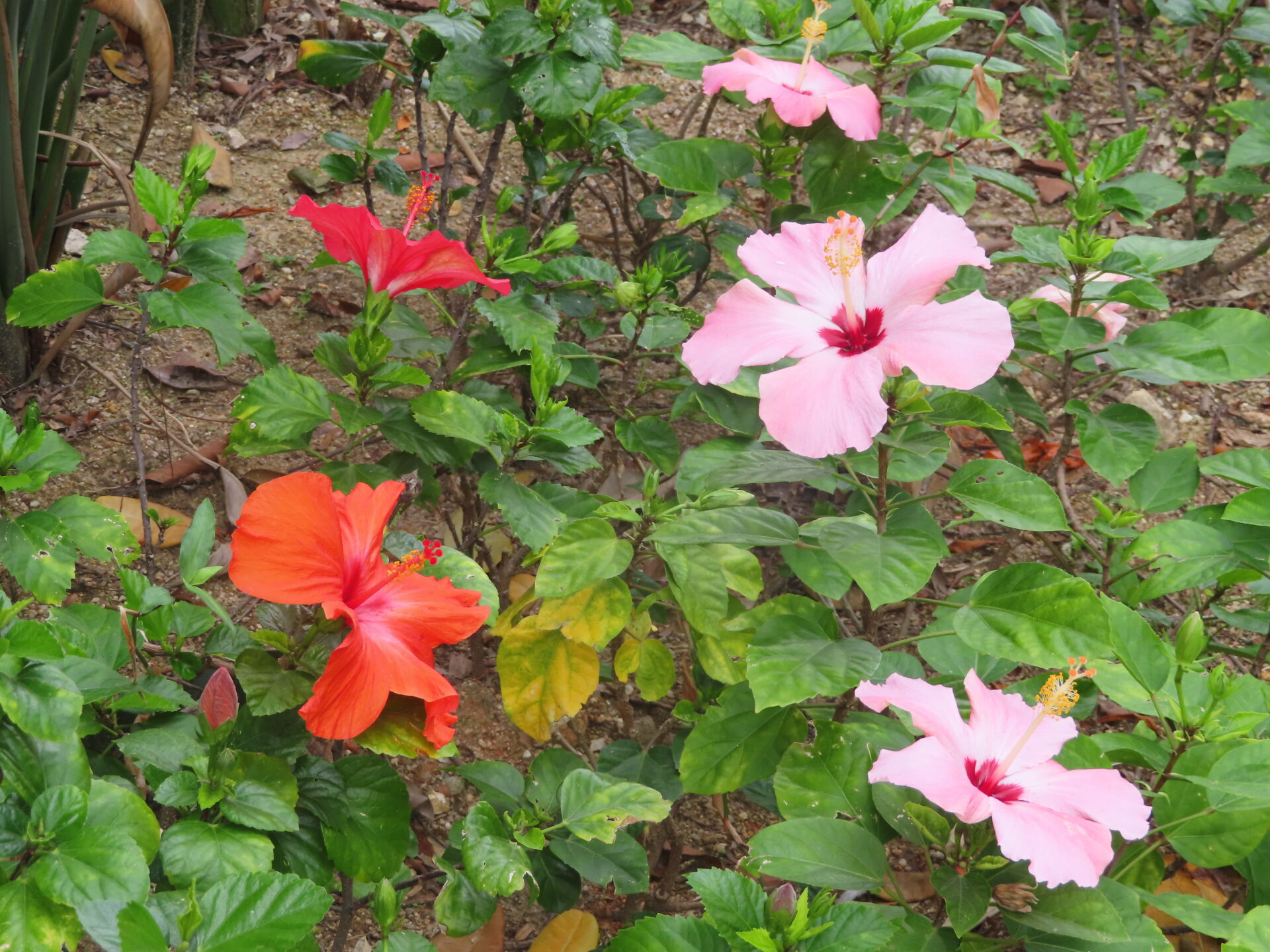 https://www.fa.gov.hk/朱槿(扶桑、大紅花)
