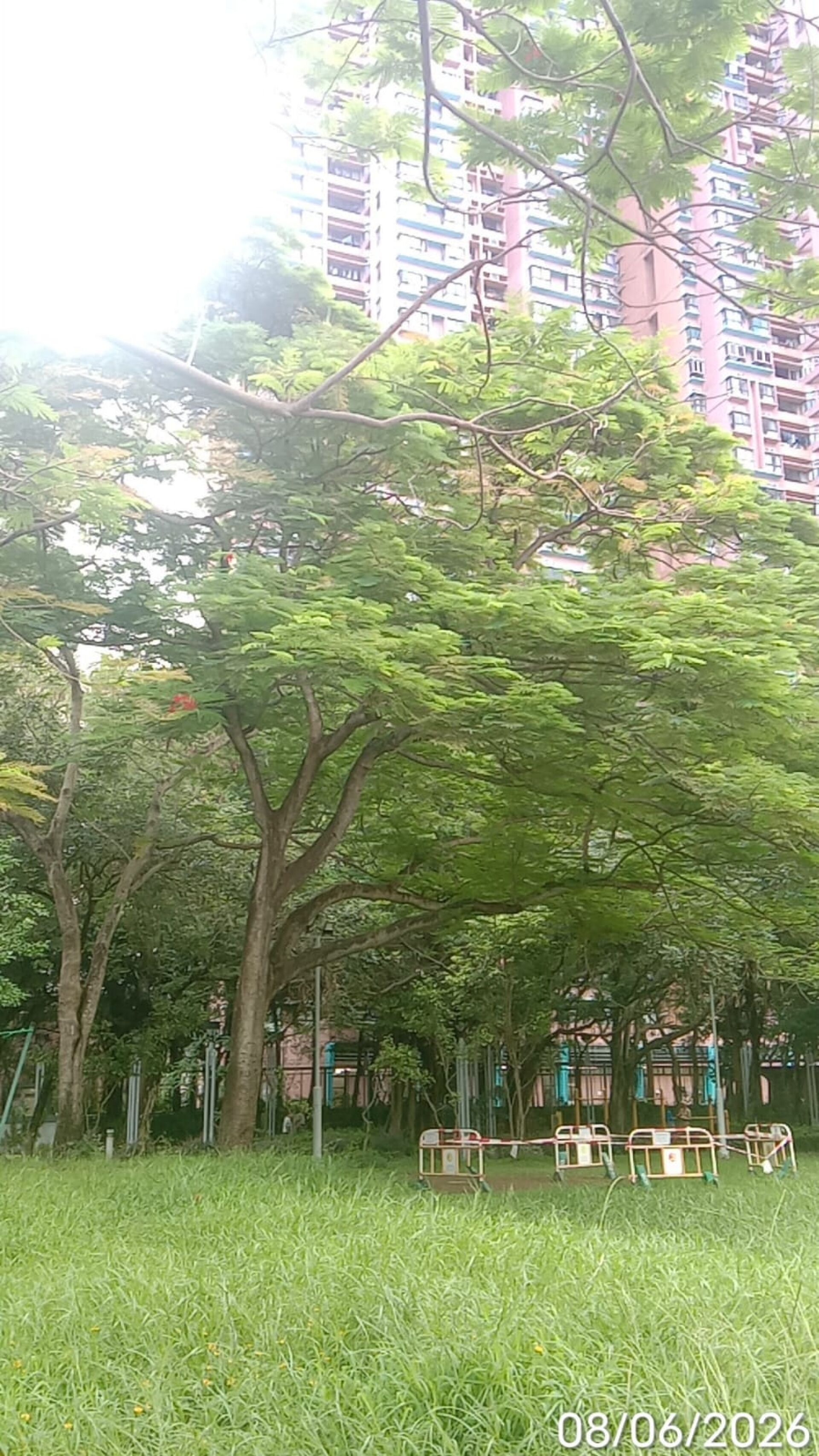 https://www.fa.gov.hk/鳳凰木