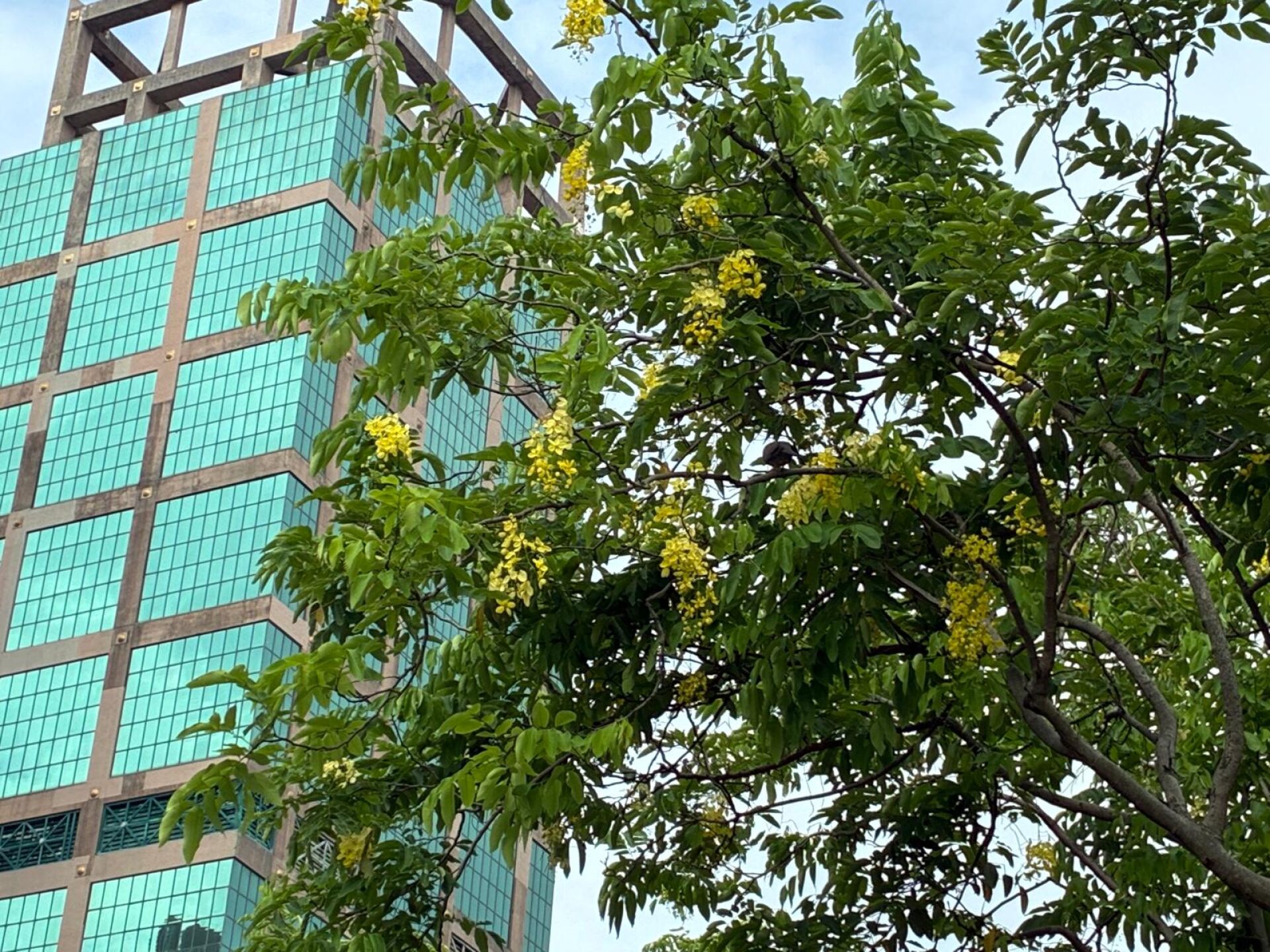 https://www.fa.gov.hk/臘腸樹(豬腸豆)