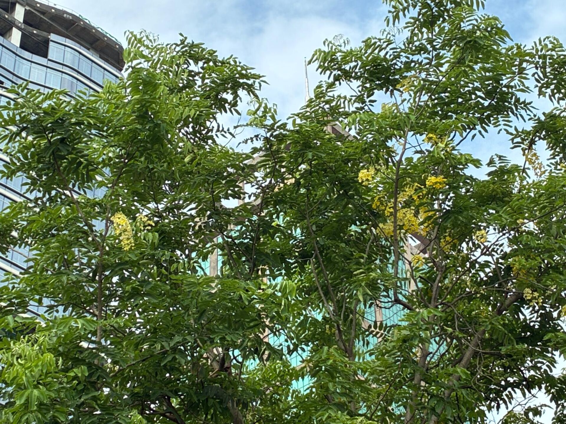 https://www.fa.gov.hk/臘腸樹(豬腸豆)