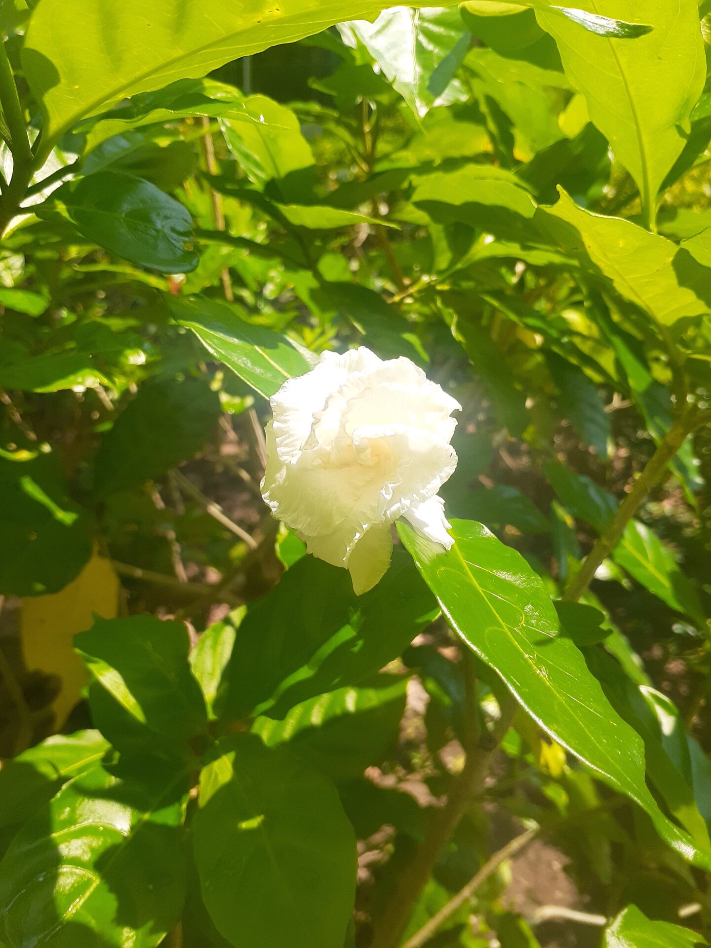 https://www.fa.gov.hk/狗牙花