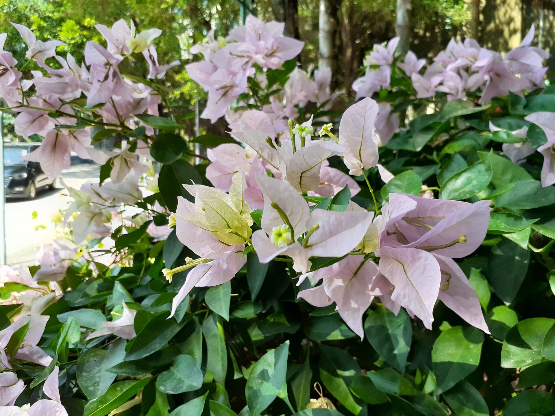 https://www.fa.gov.hk/葉子花(簕杜鵑)