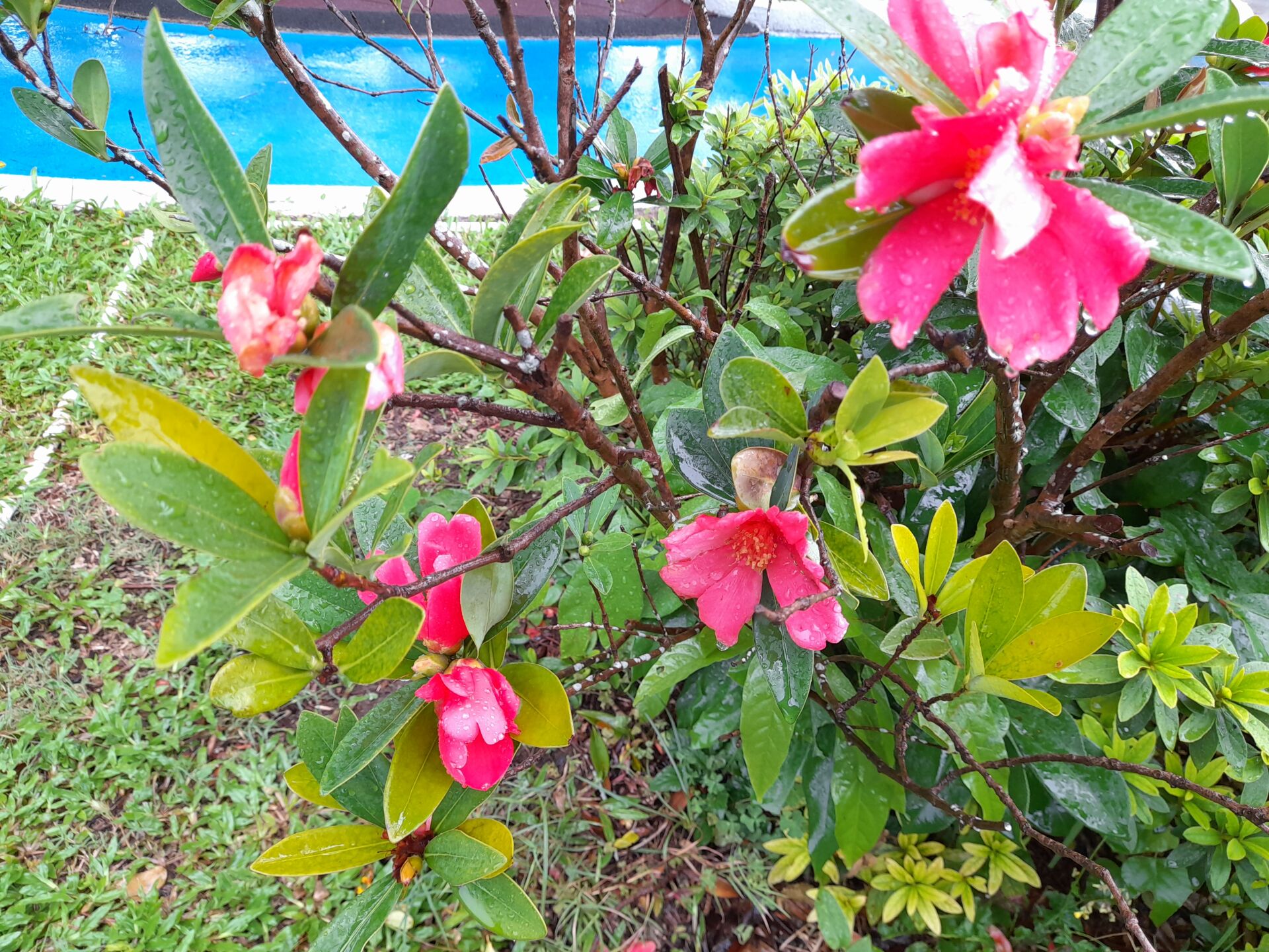 https://www.fa.gov.hk/杜鵑紅山茶
