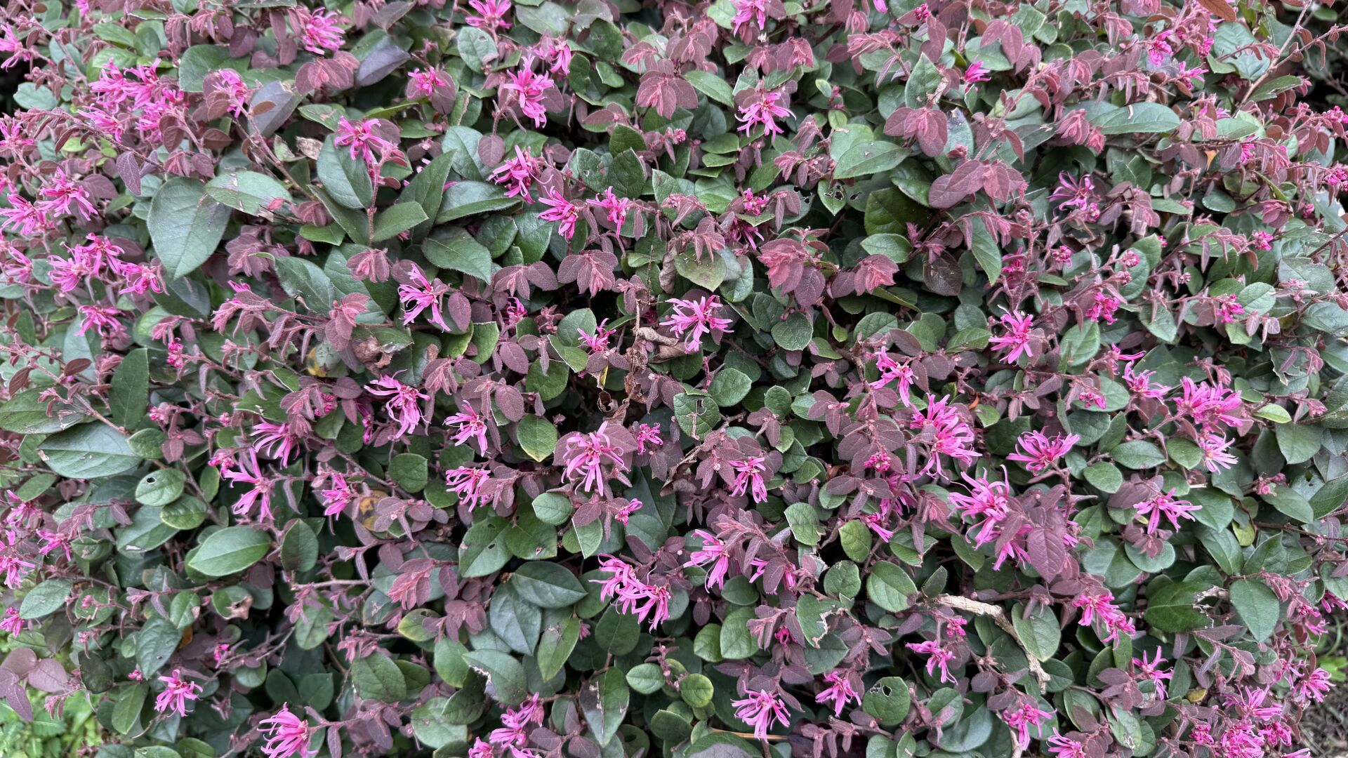 https://www.fa.gov.hk/紅花檵木