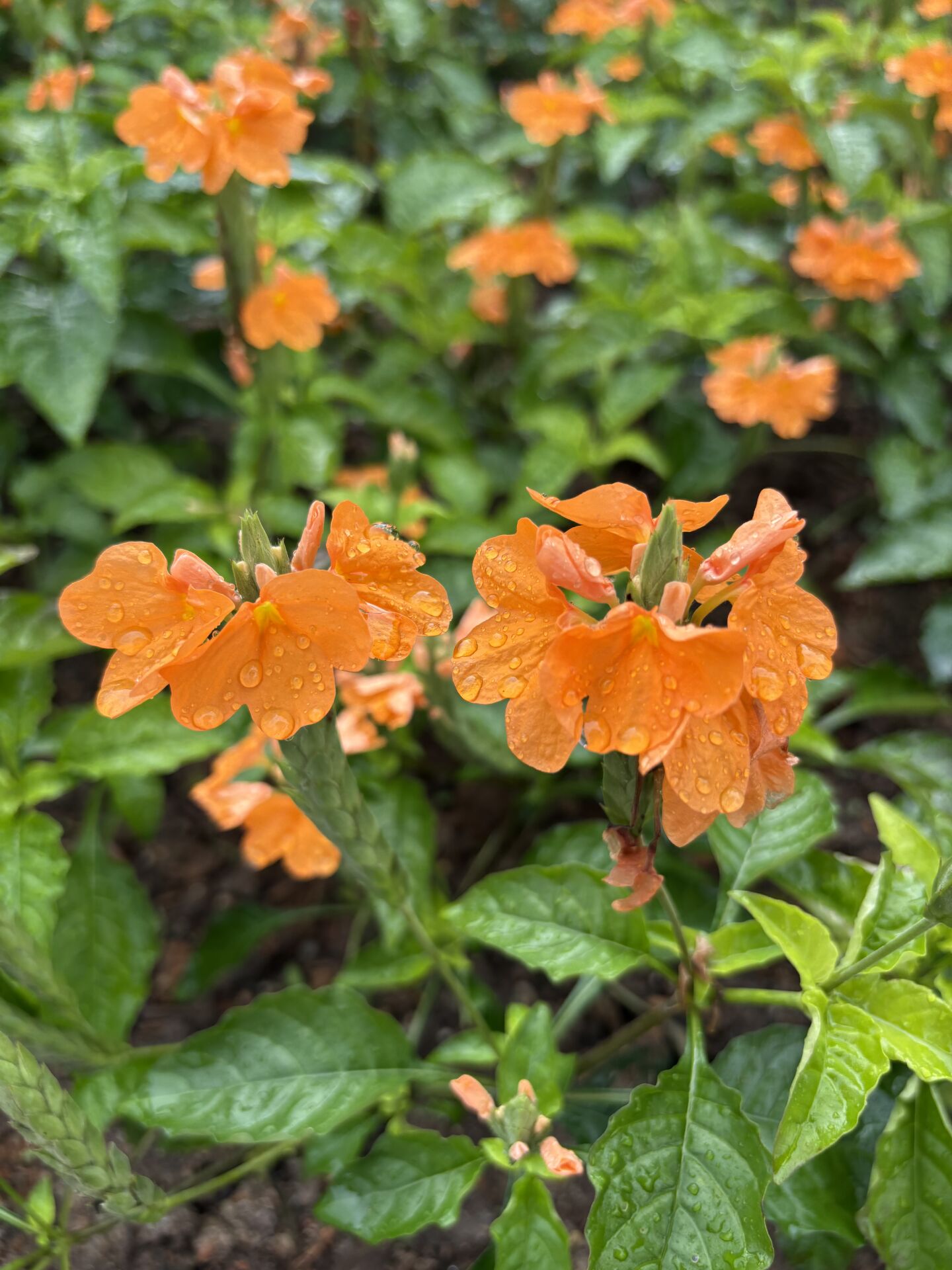 https://www.fa.gov.hk/鳥尾花