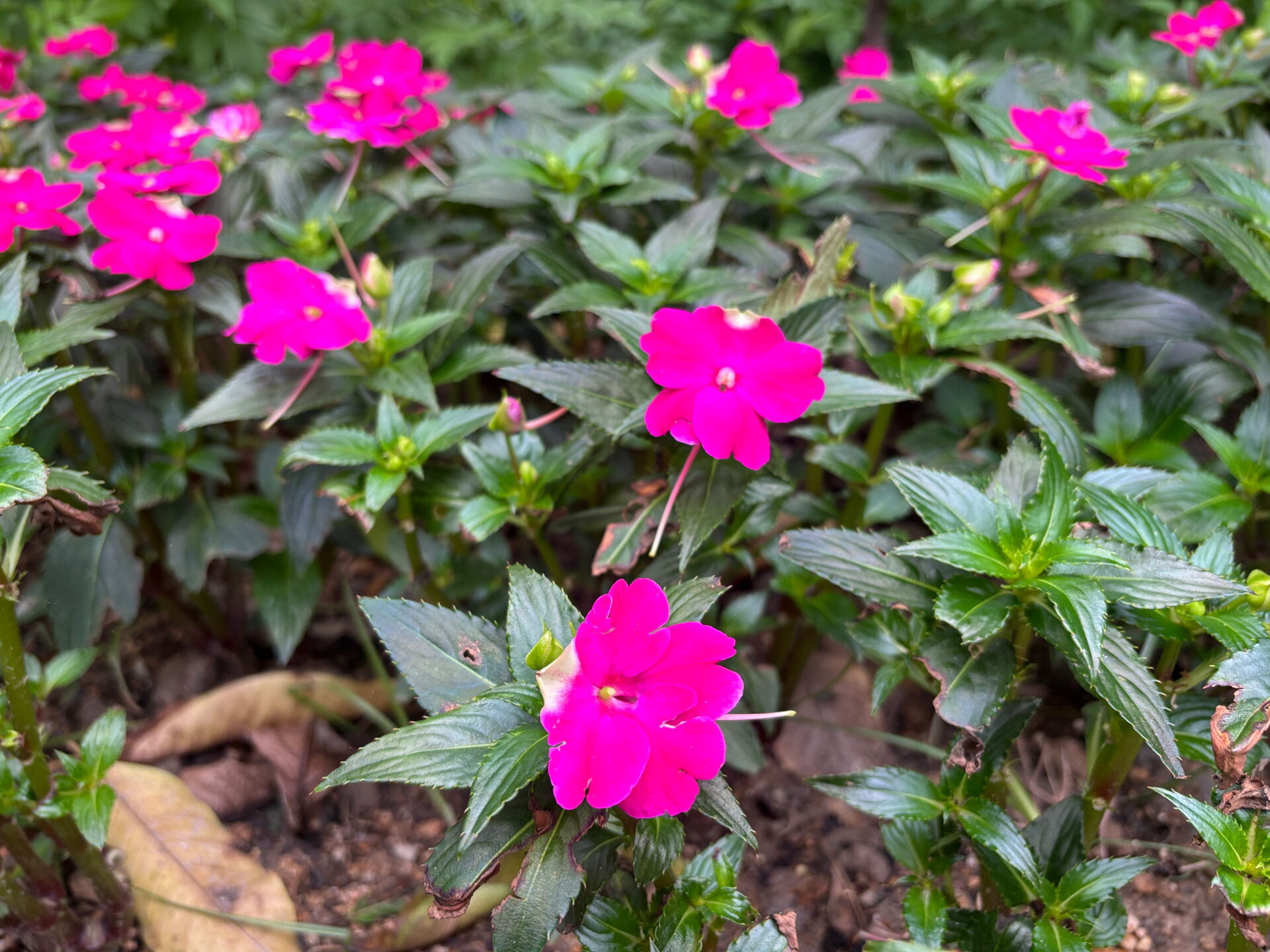 https://www.fa.gov.hk/鳳仙花