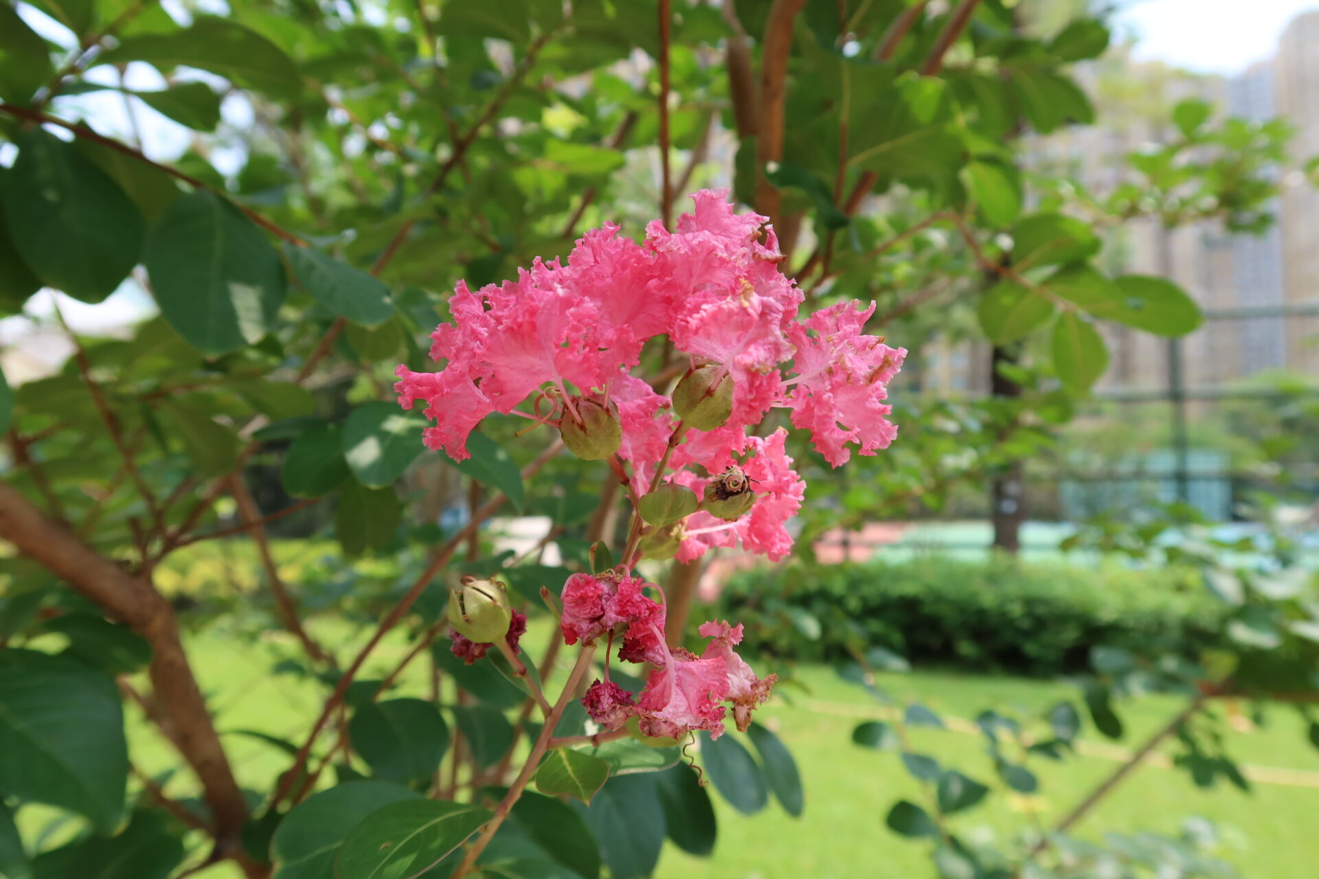 https://www.fa.gov.hk/紫薇