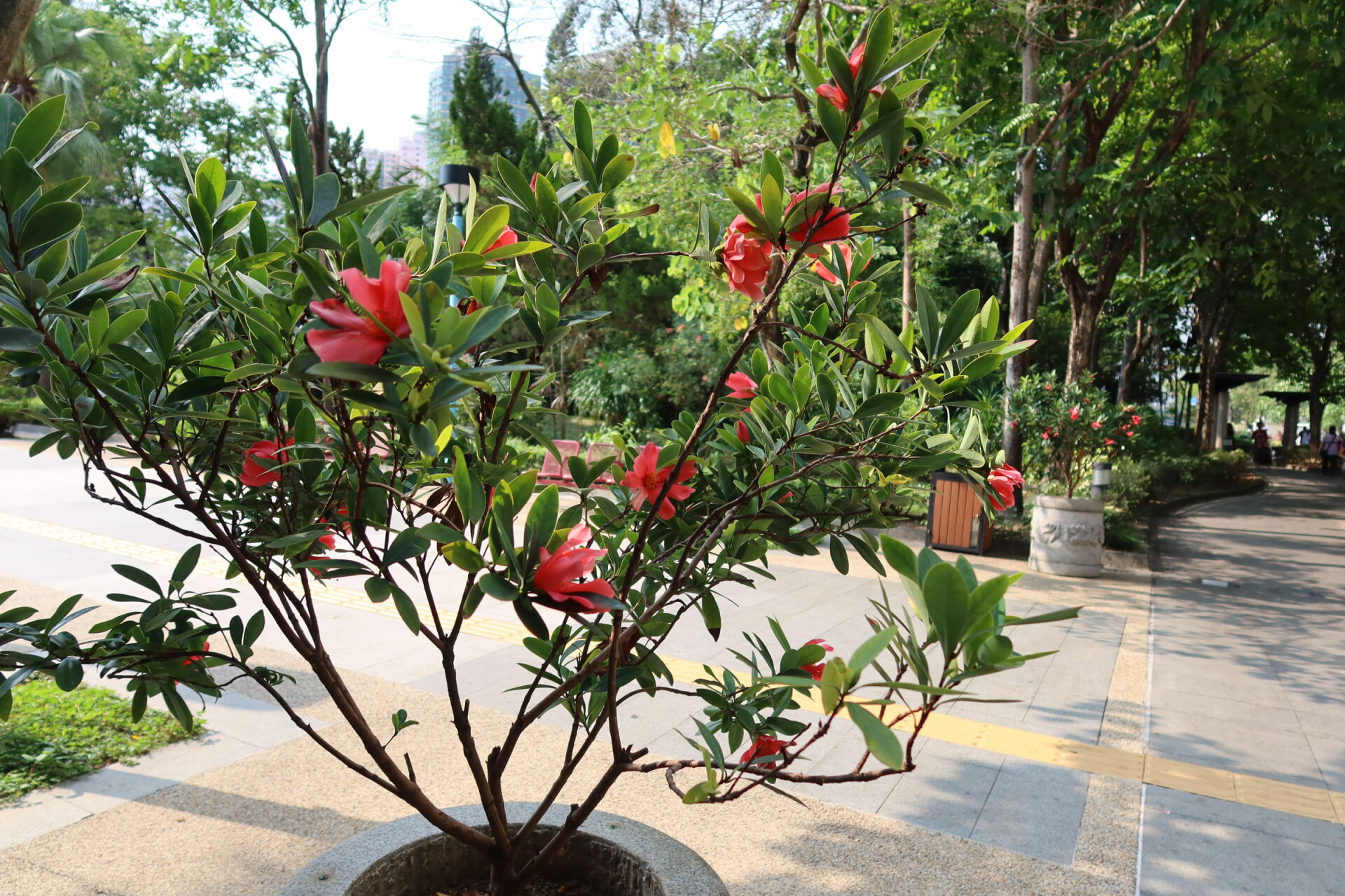 https://www.fa.gov.hk/杜鵑紅山茶