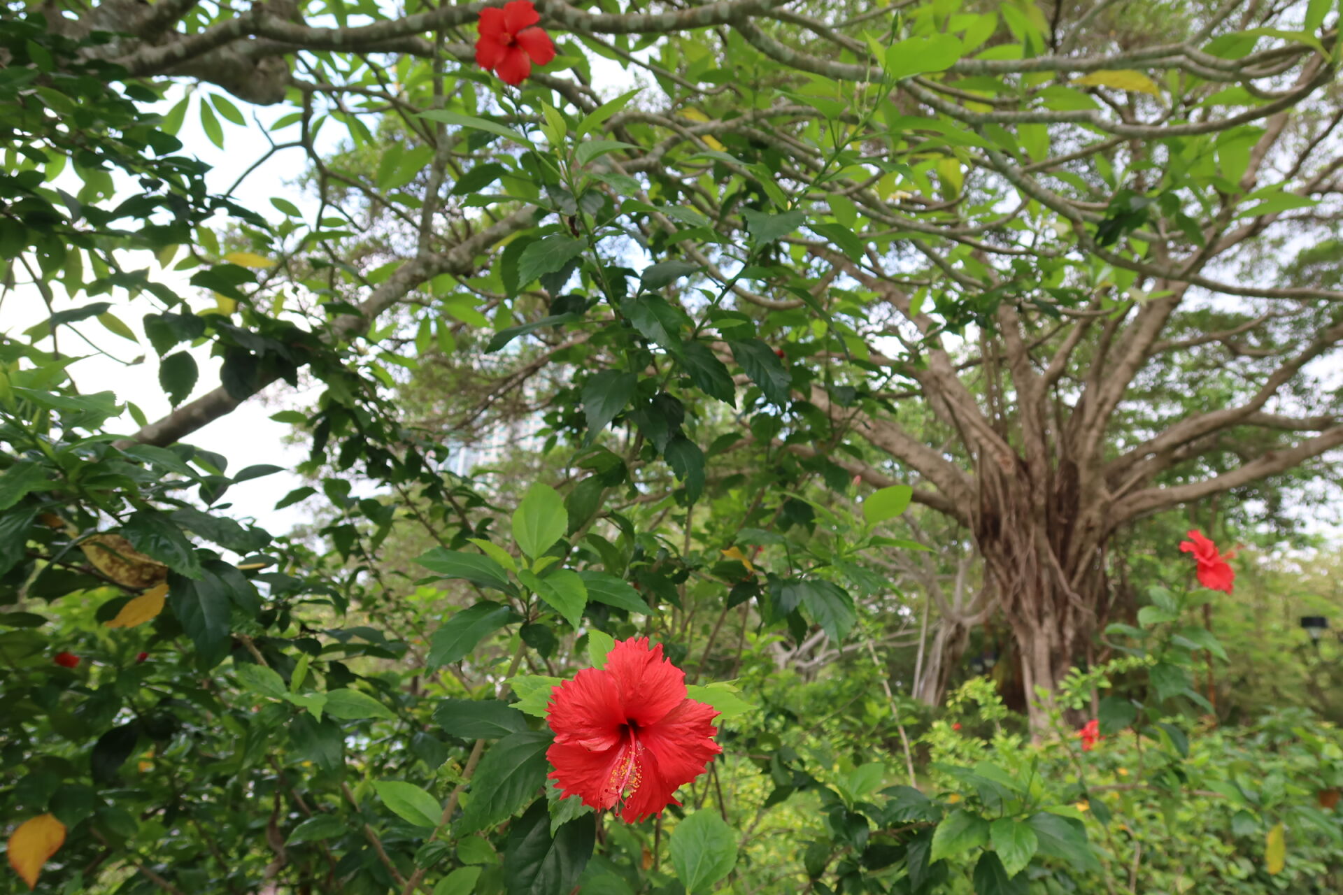https://www.fa.gov.hk/朱槿(扶桑、大紅花)