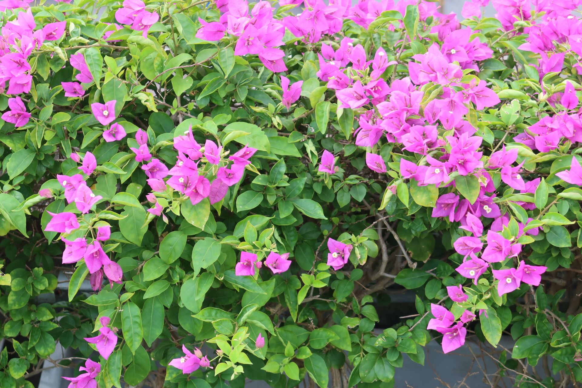 https://www.fa.gov.hk/葉子花(簕杜鵑)
