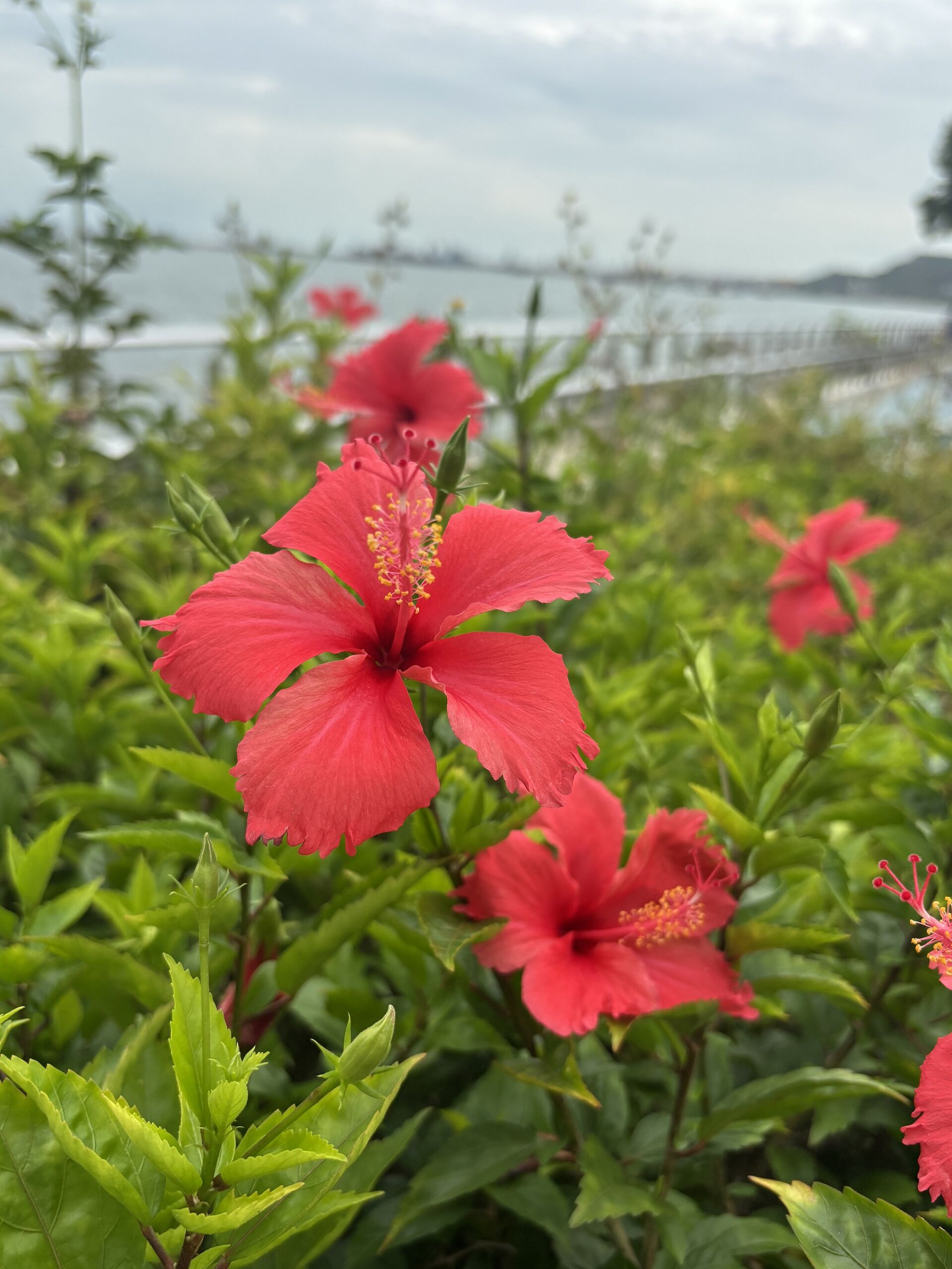 https://www.fa.gov.hk/朱槿(扶桑、大紅花)