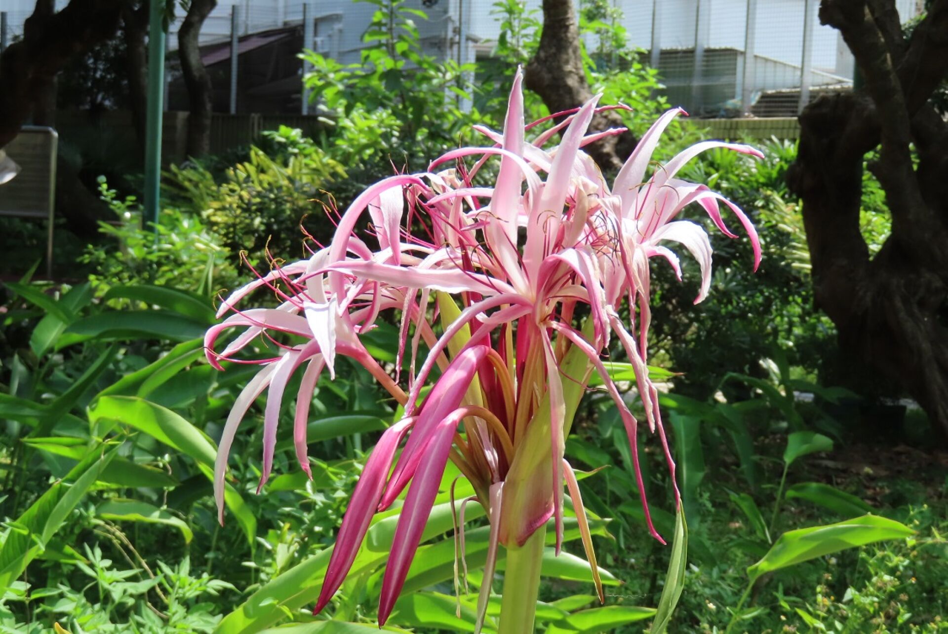 https://www.fa.gov.hk/紅花文殊蘭