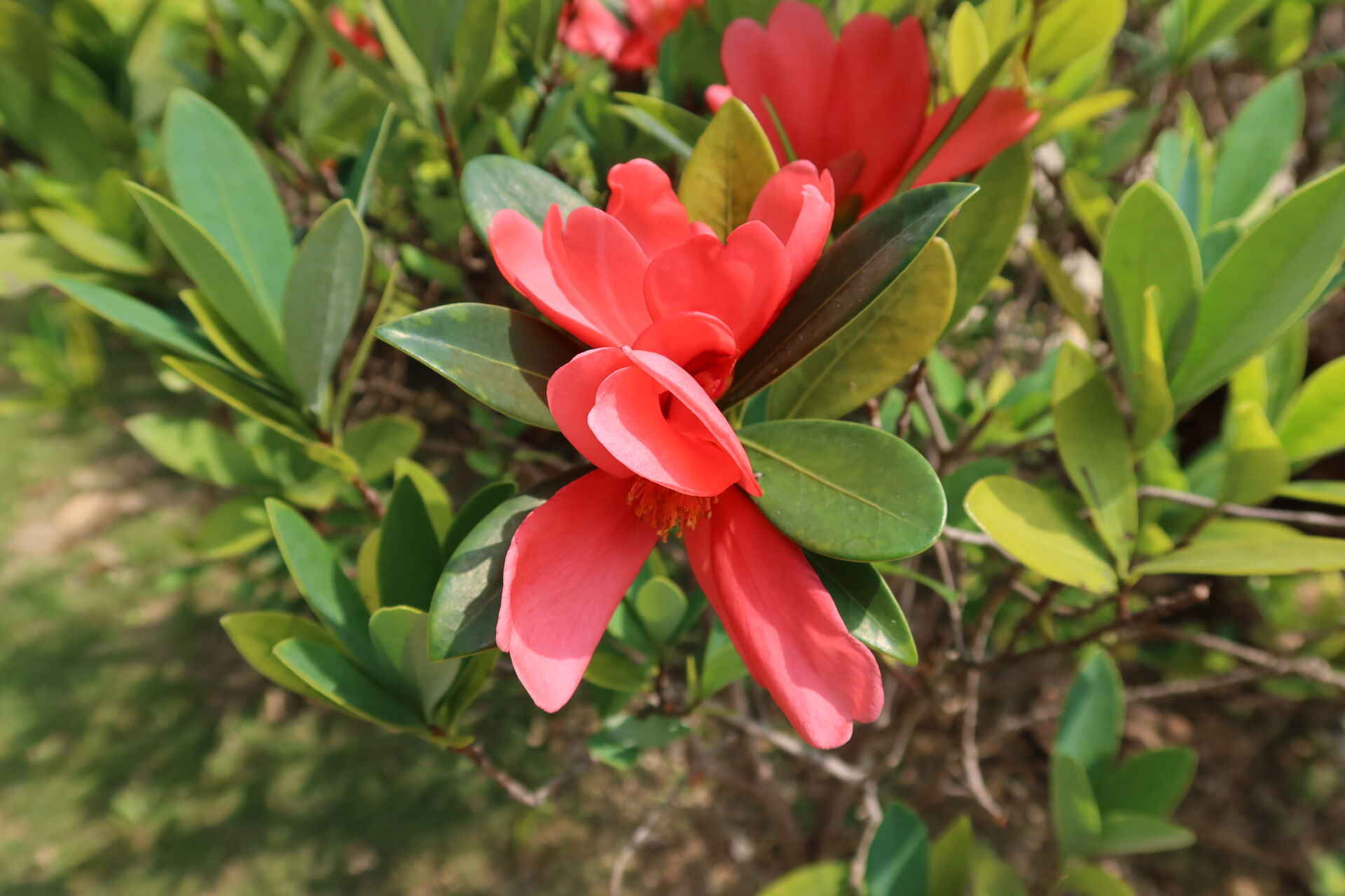 https://www.fa.gov.hk/杜鵑紅山茶