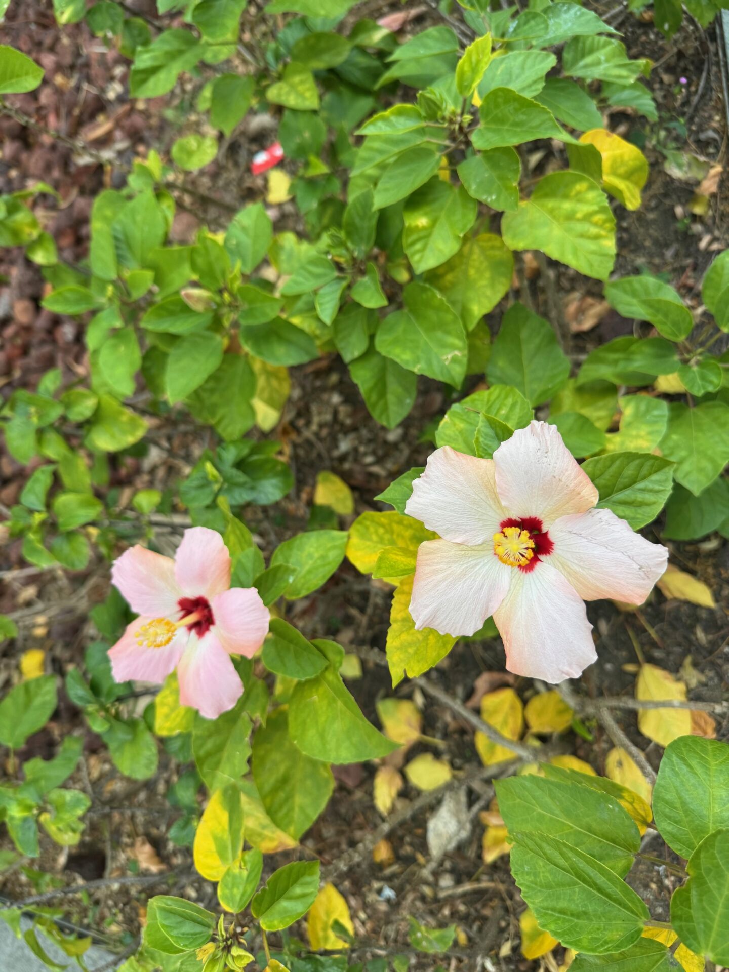 https://www.fa.gov.hk/朱槿(扶桑、大紅花)