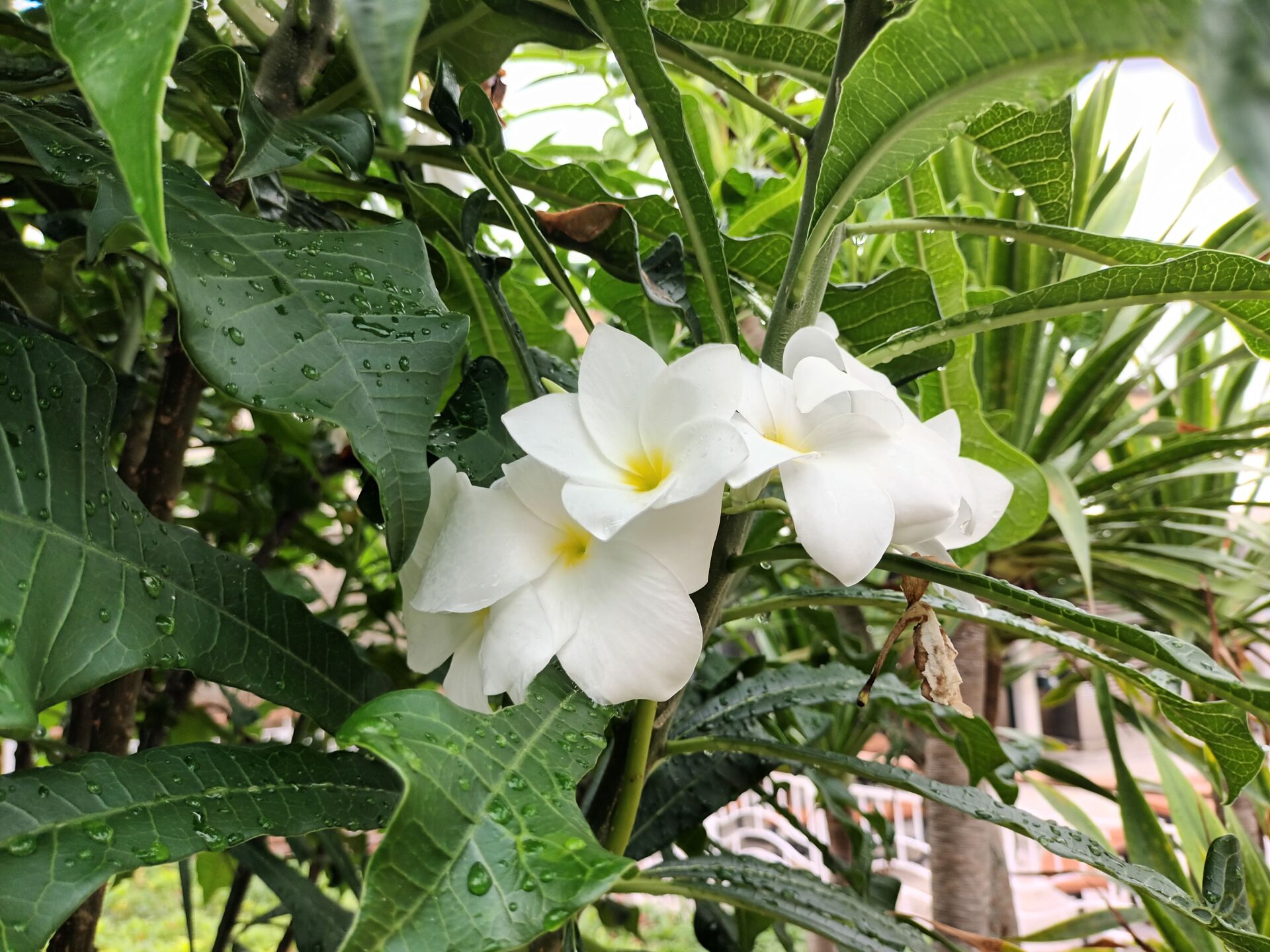 https://www.fa.gov.hk/戟葉雞蛋花