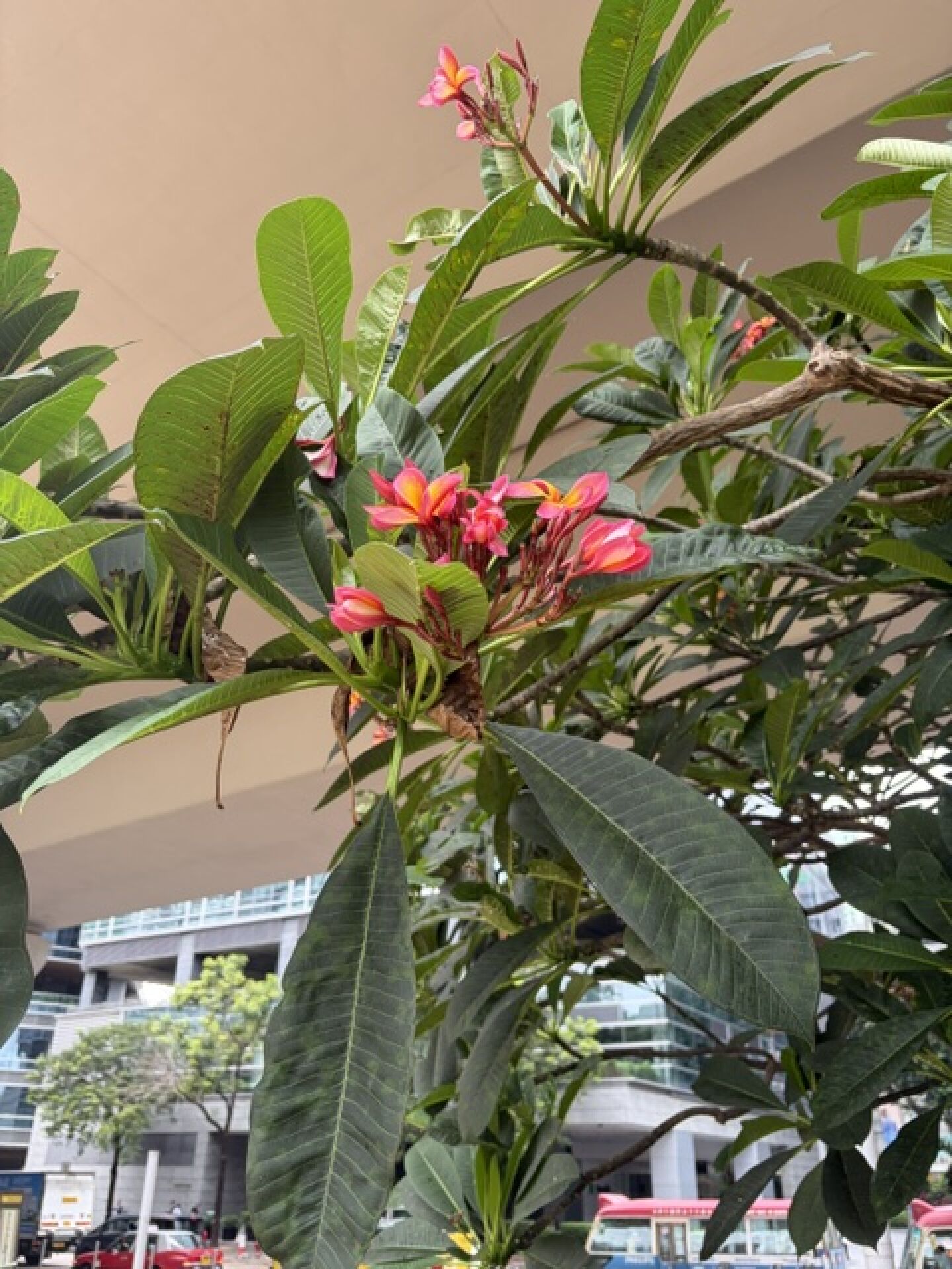 https://www.fa.gov.hk/紅雞蛋花