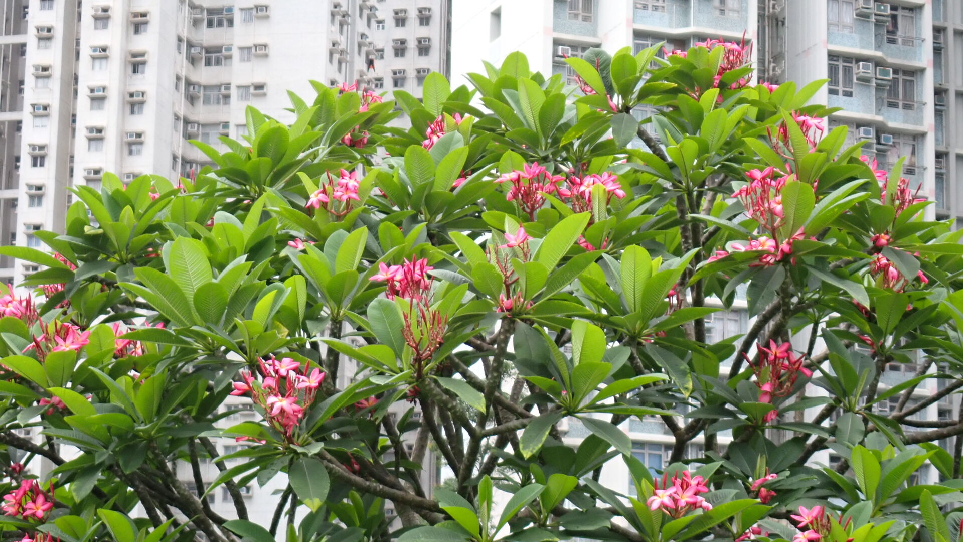 https://www.fa.gov.hk/紅雞蛋花