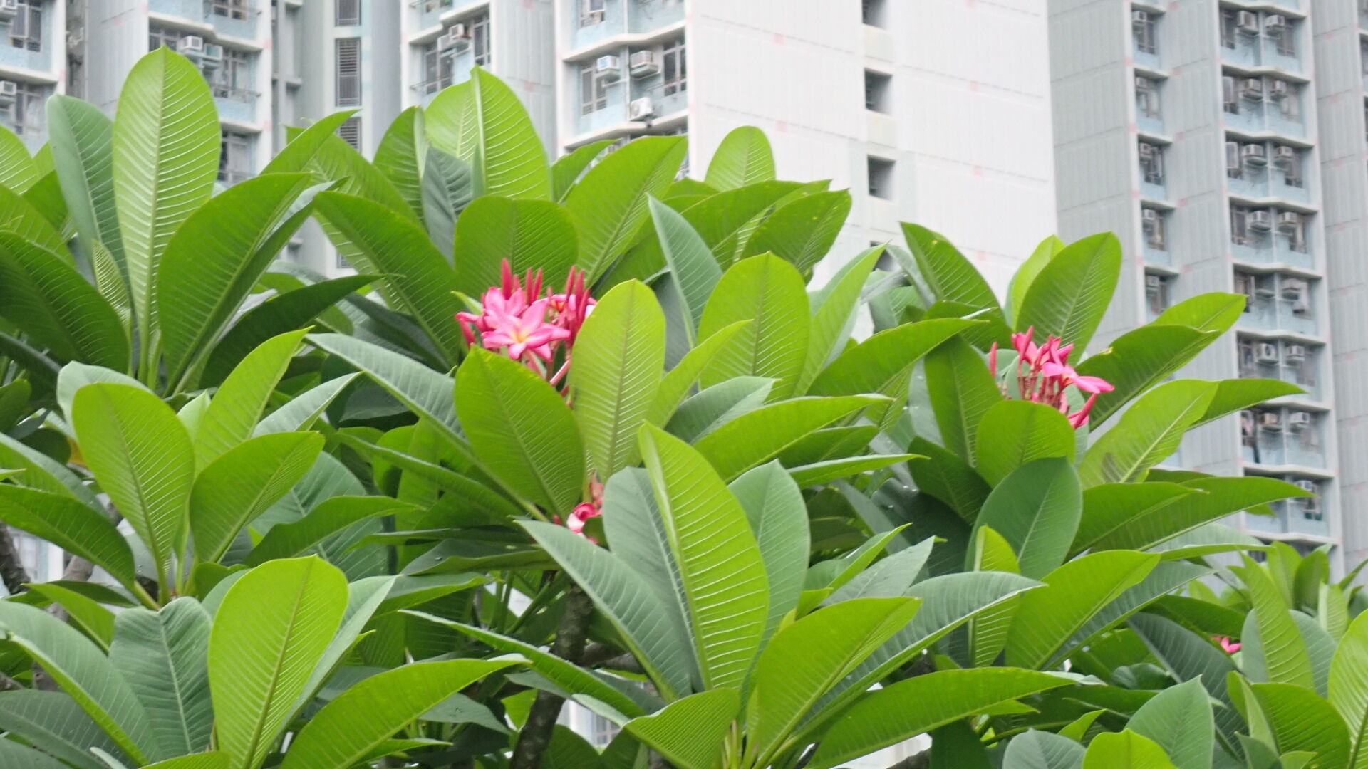 https://www.fa.gov.hk/紅雞蛋花