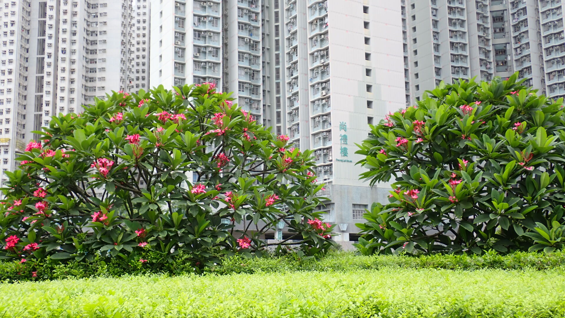 https://www.fa.gov.hk/紅雞蛋花