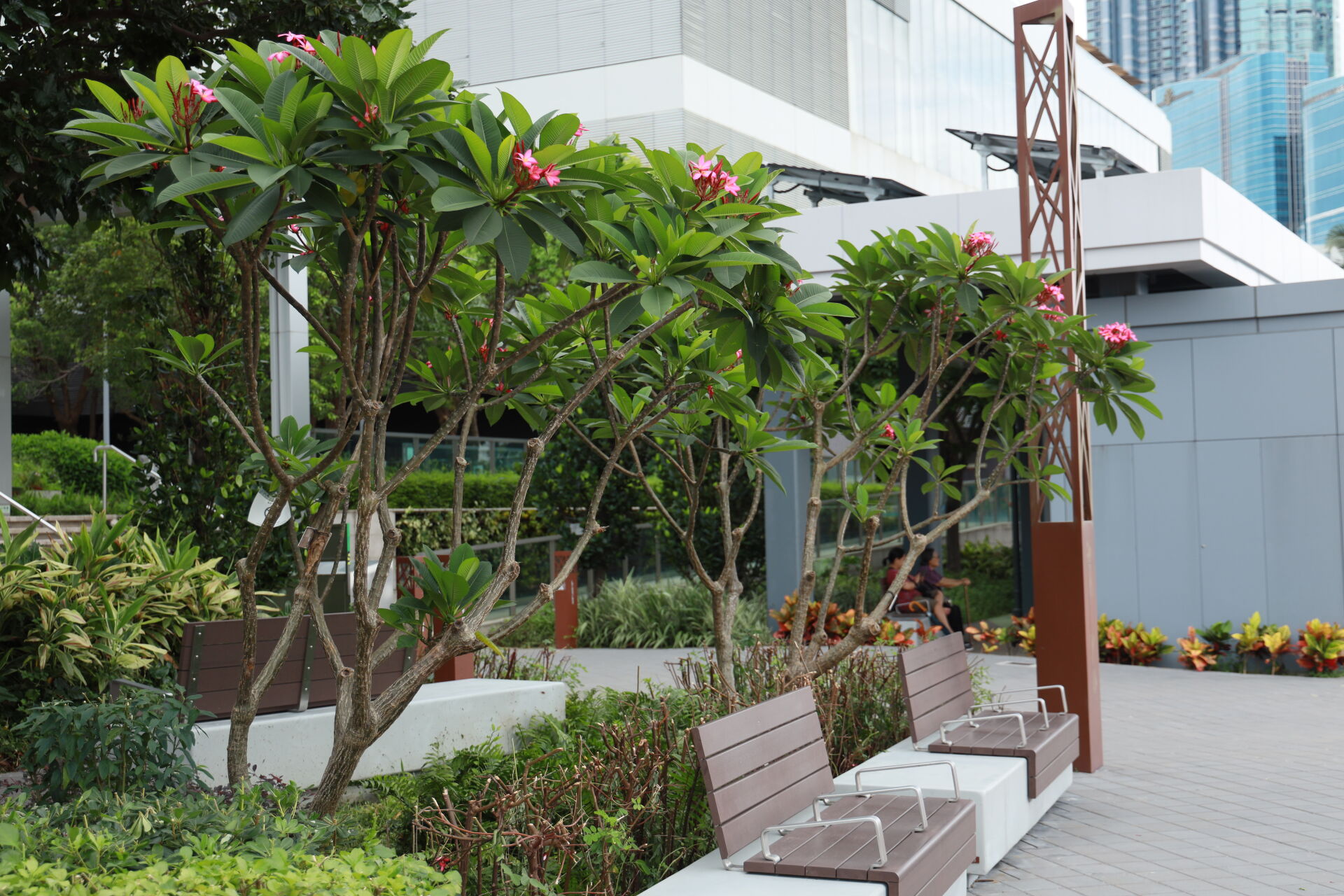 https://www.fa.gov.hk/紅雞蛋花