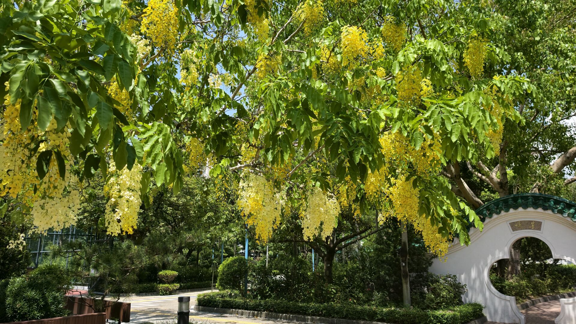 https://www.fa.gov.hk/臘腸樹(豬腸豆)