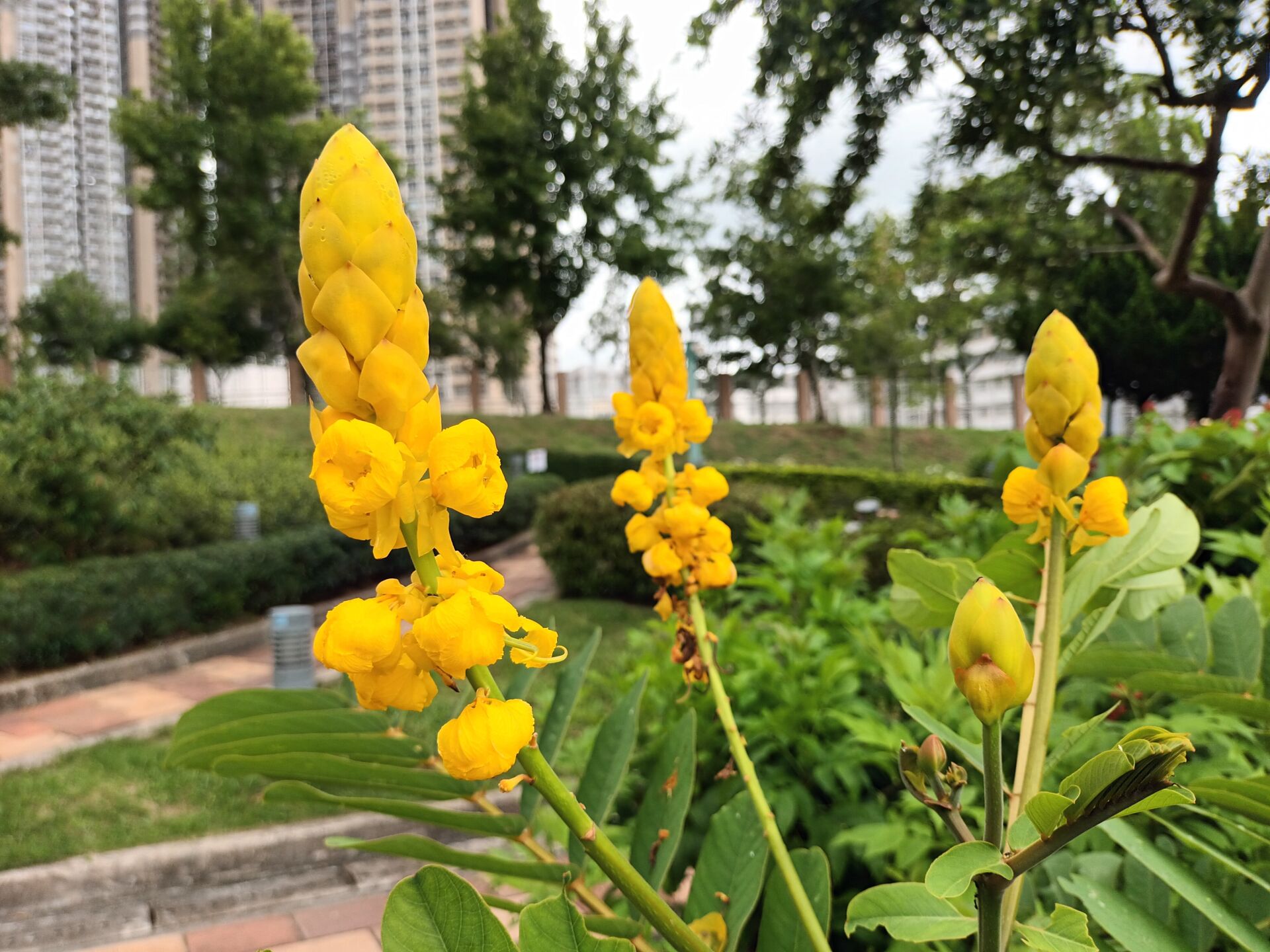 https://www.fa.gov.hk/翅莢決明
