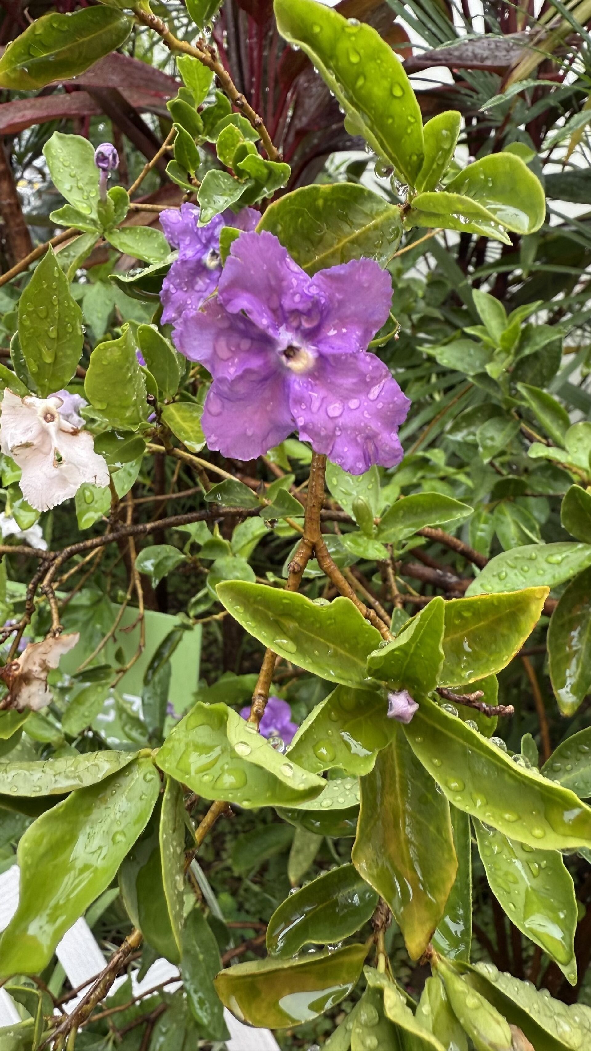 https://www.fa.gov.hk/大鴛鴦茉莉