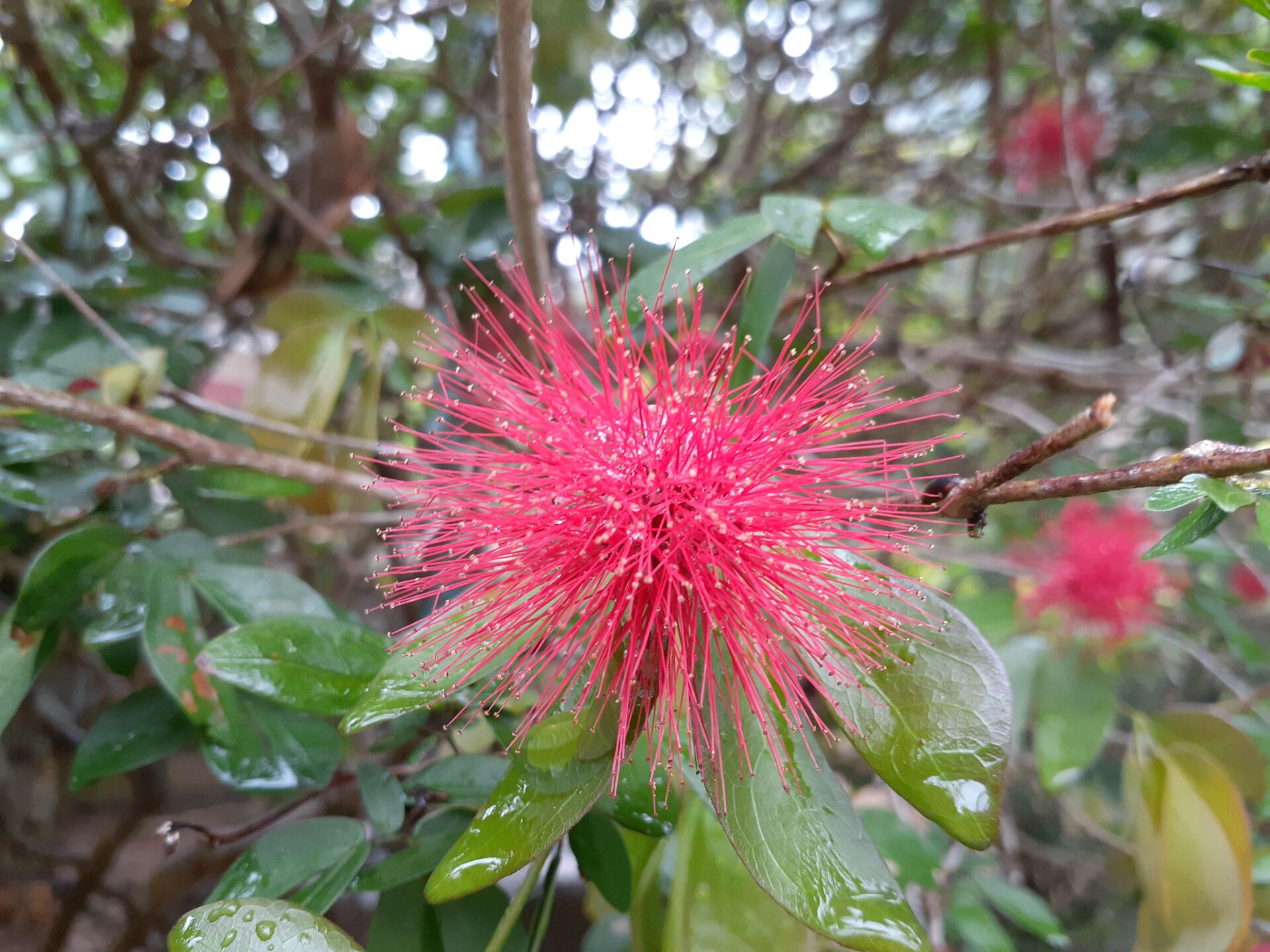 https://www.fa.gov.hk/朱纓花(紅絨球)