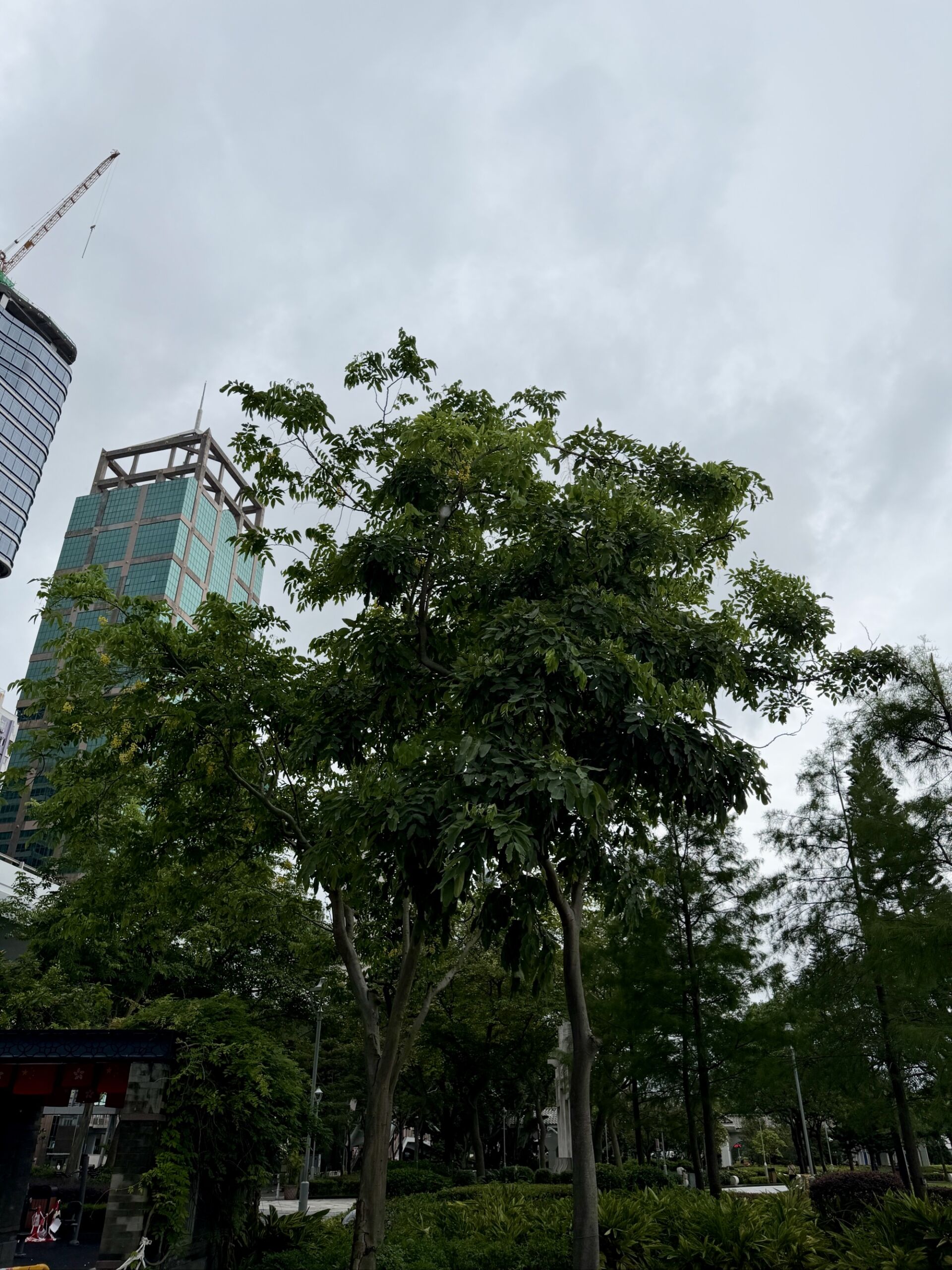 https://www.fa.gov.hk/臘腸樹(豬腸豆)