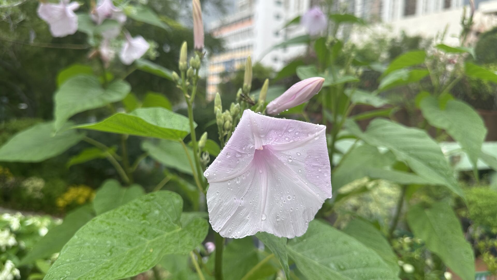 https://www.fa.gov.hk/樹牽牛