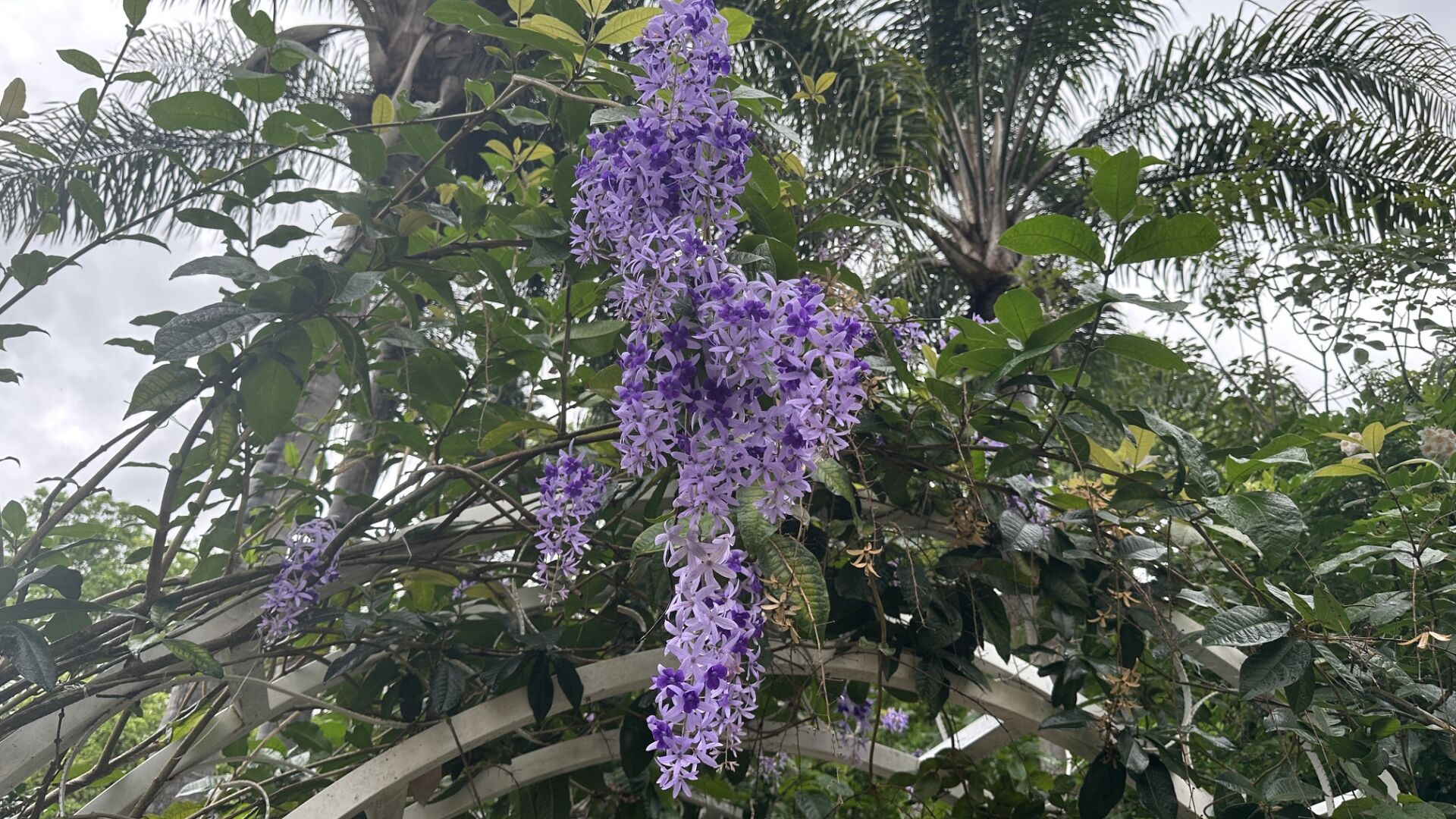 https://www.fa.gov.hk/藍花藤(錫葉藤)