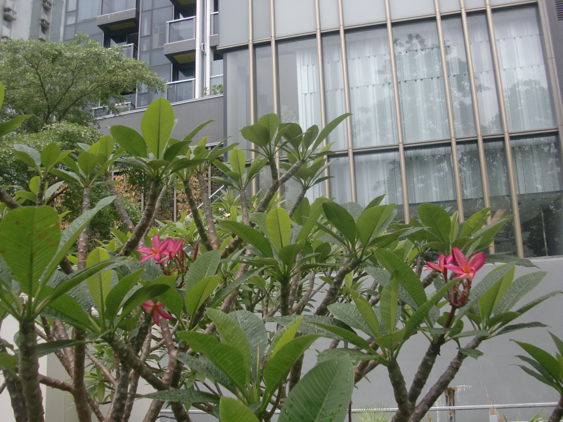https://www.fa.gov.hk/紅雞蛋花