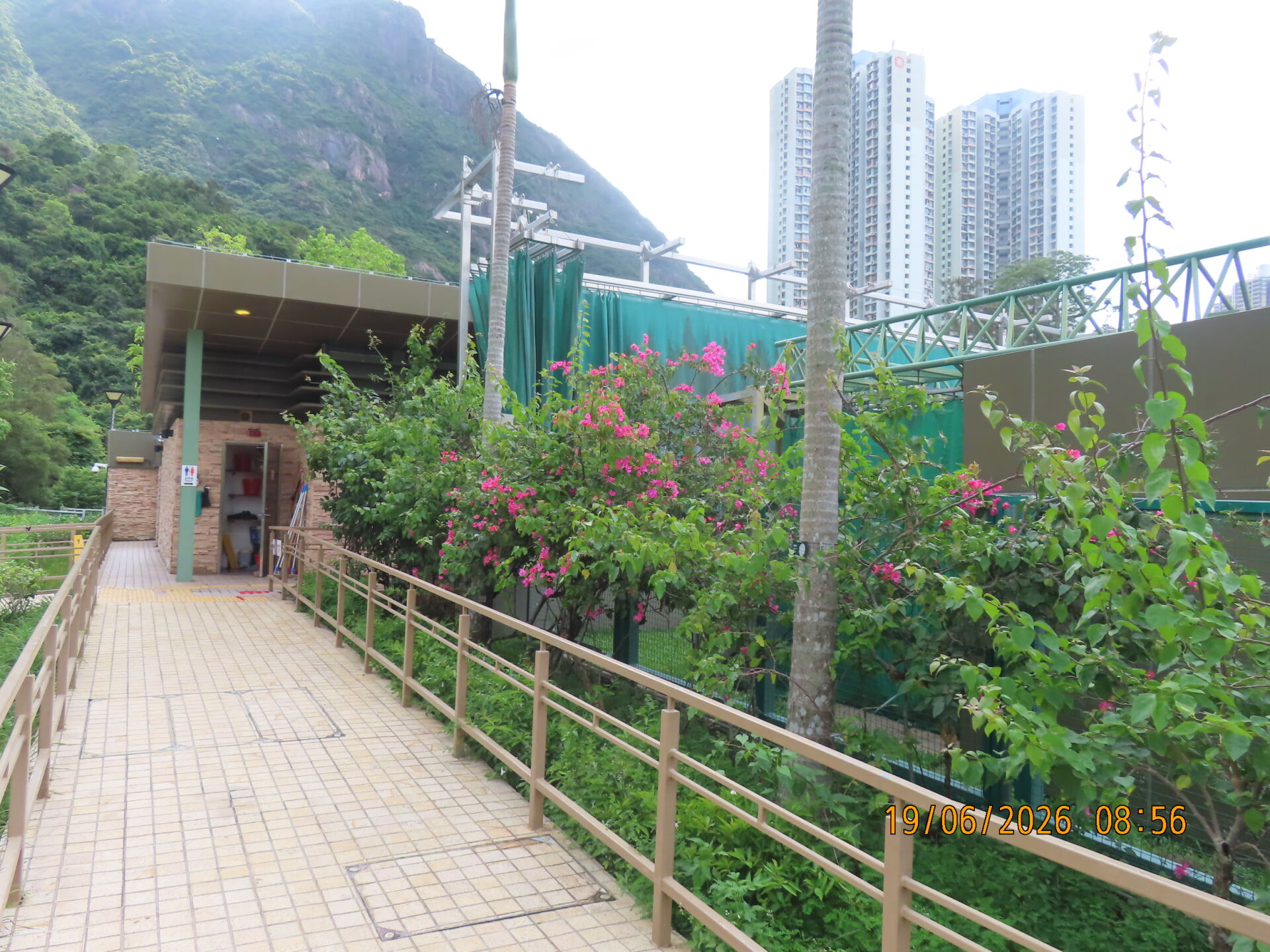 https://www.fa.gov.hk/葉子花(簕杜鵑)