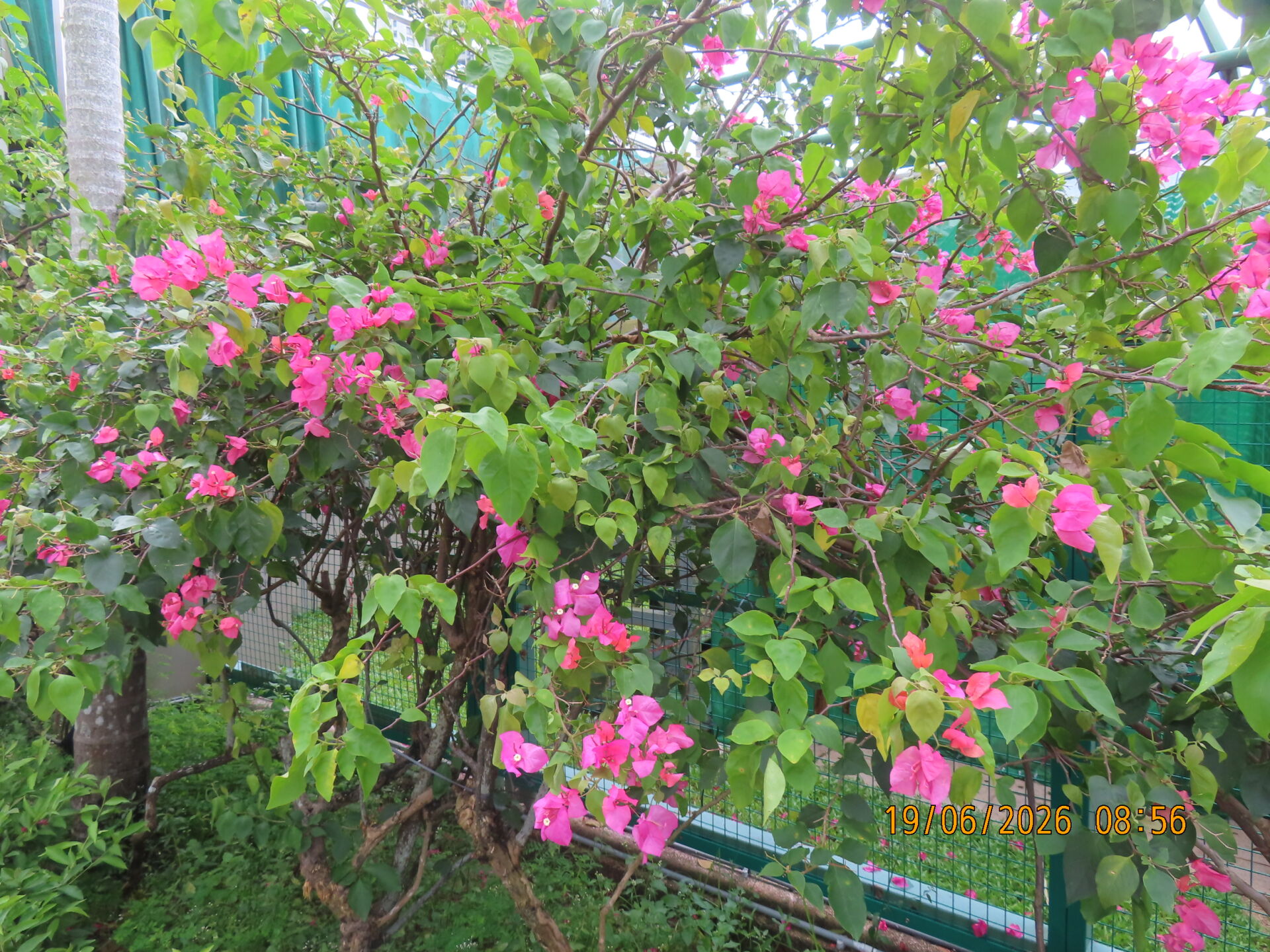 https://www.fa.gov.hk/葉子花(簕杜鵑)