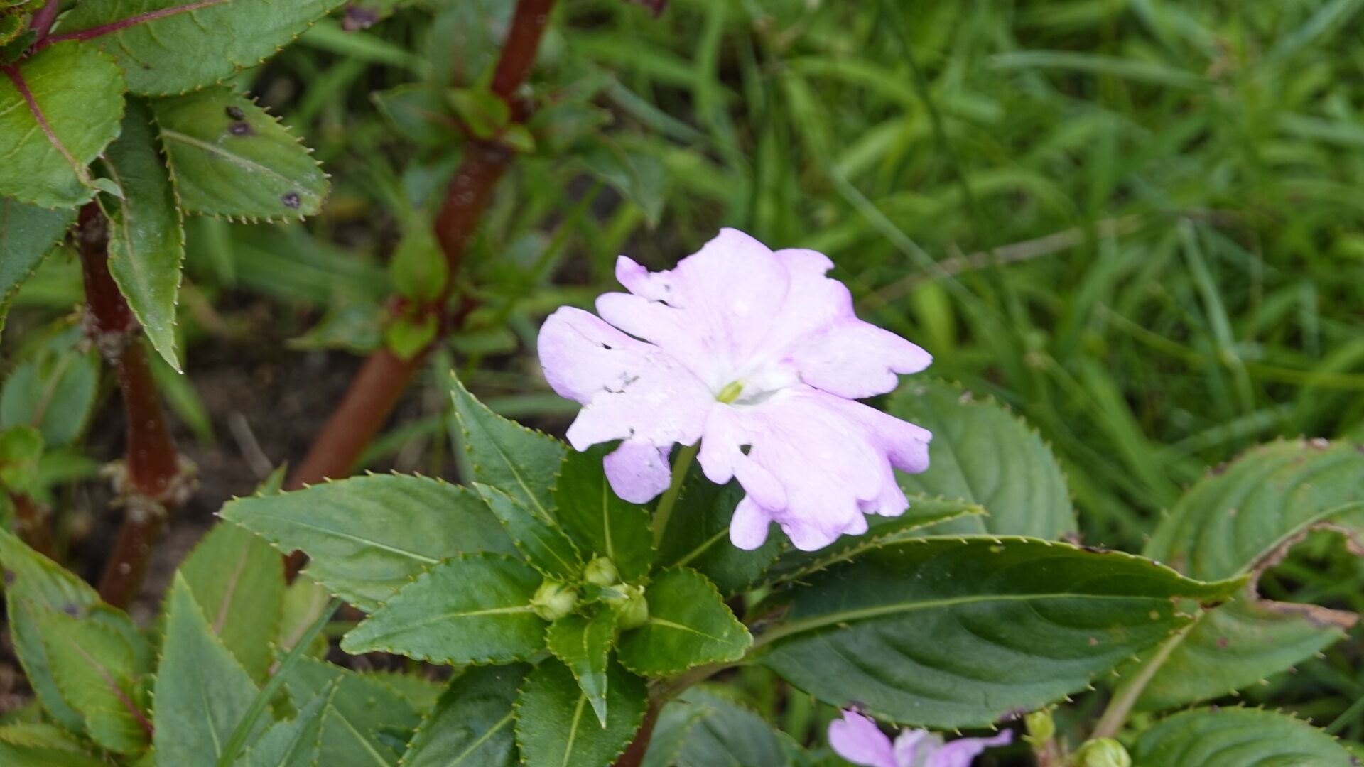 https://www.fa.gov.hk/鳳仙花