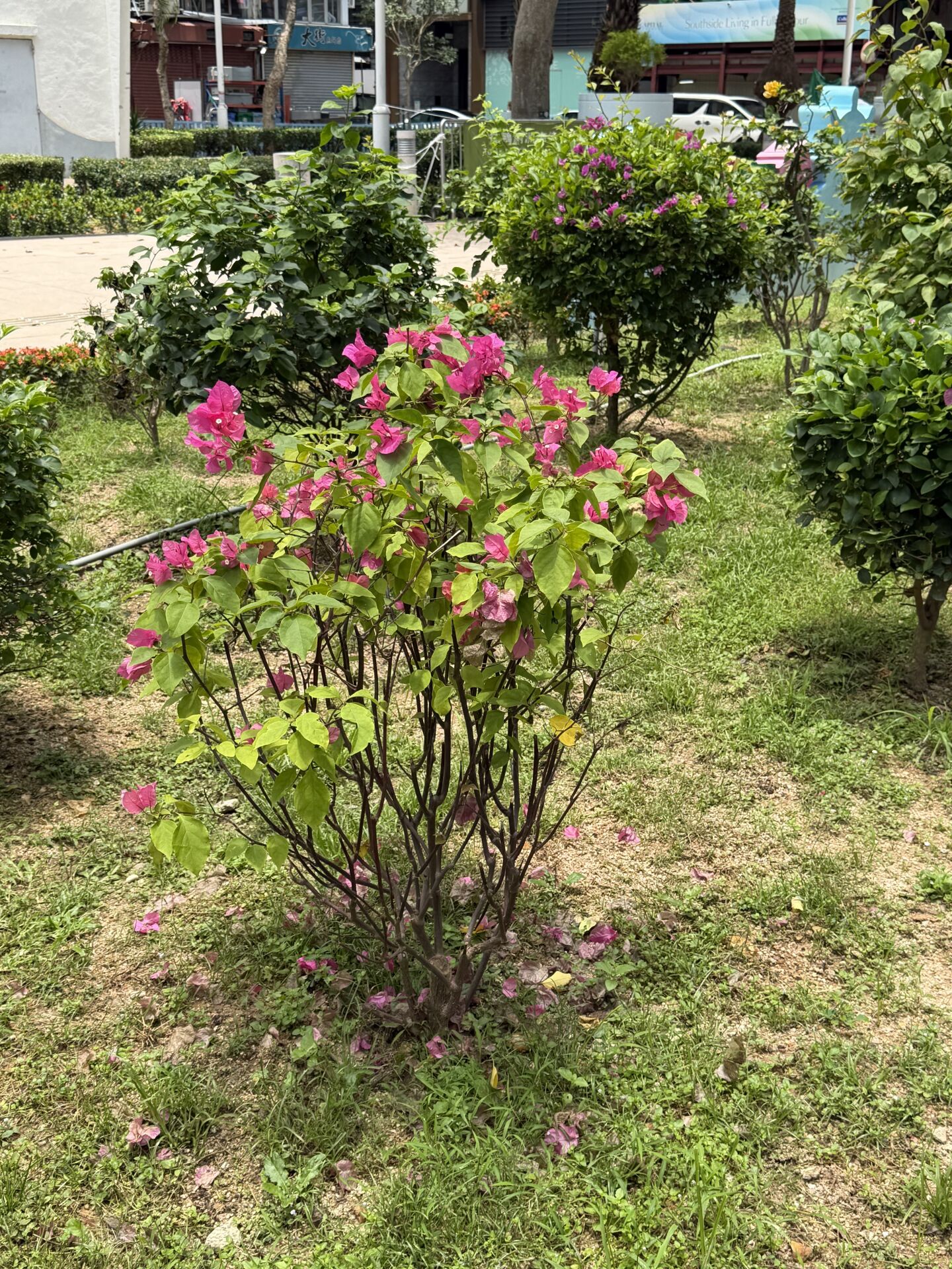 https://www.fa.gov.hk/葉子花(簕杜鵑)