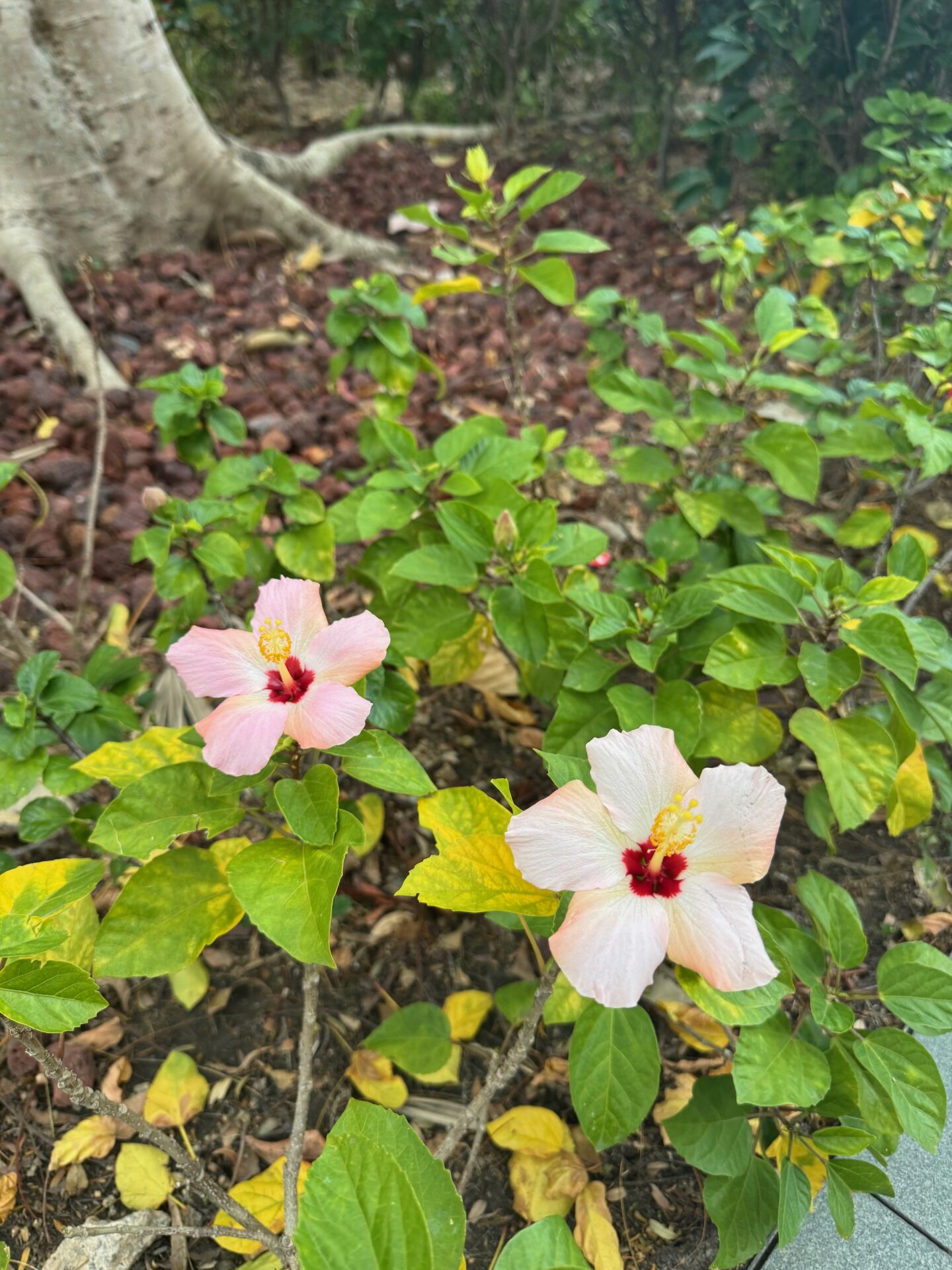https://www.fa.gov.hk/朱槿(扶桑、大紅花)