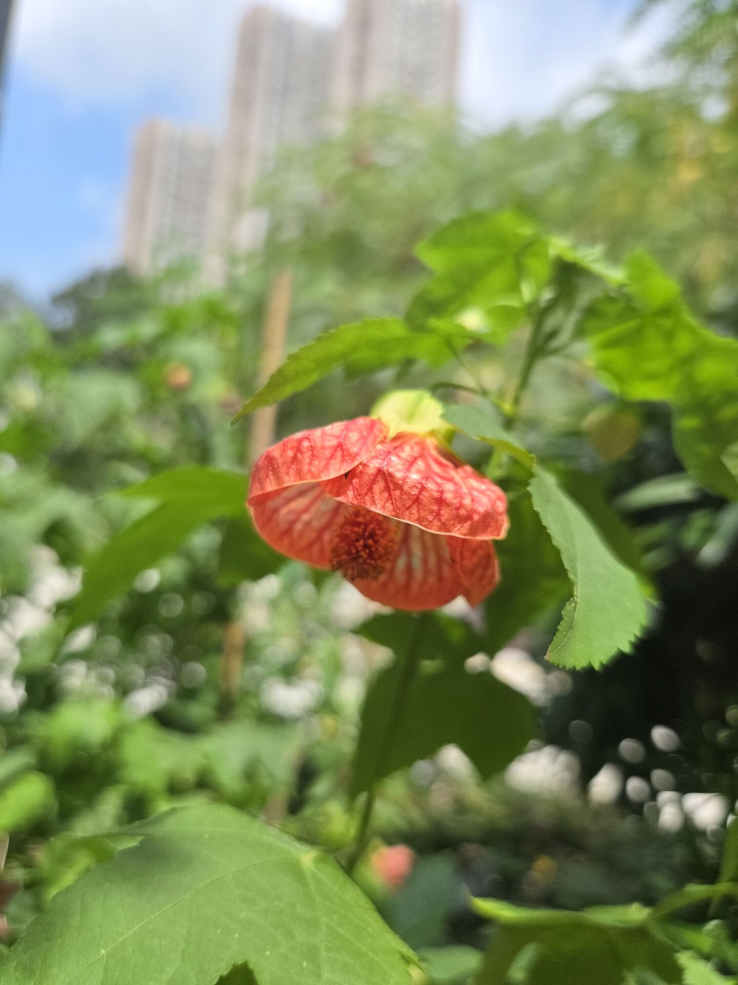 https://www.fa.gov.hk/金鈴花